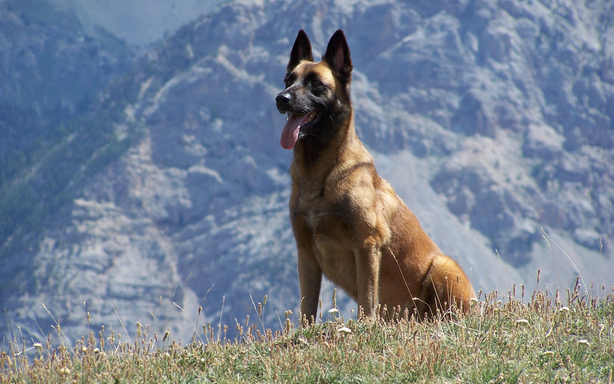 Descarga gratuita de fondo de pantalla para móvil de Animales, Perros, Perro.