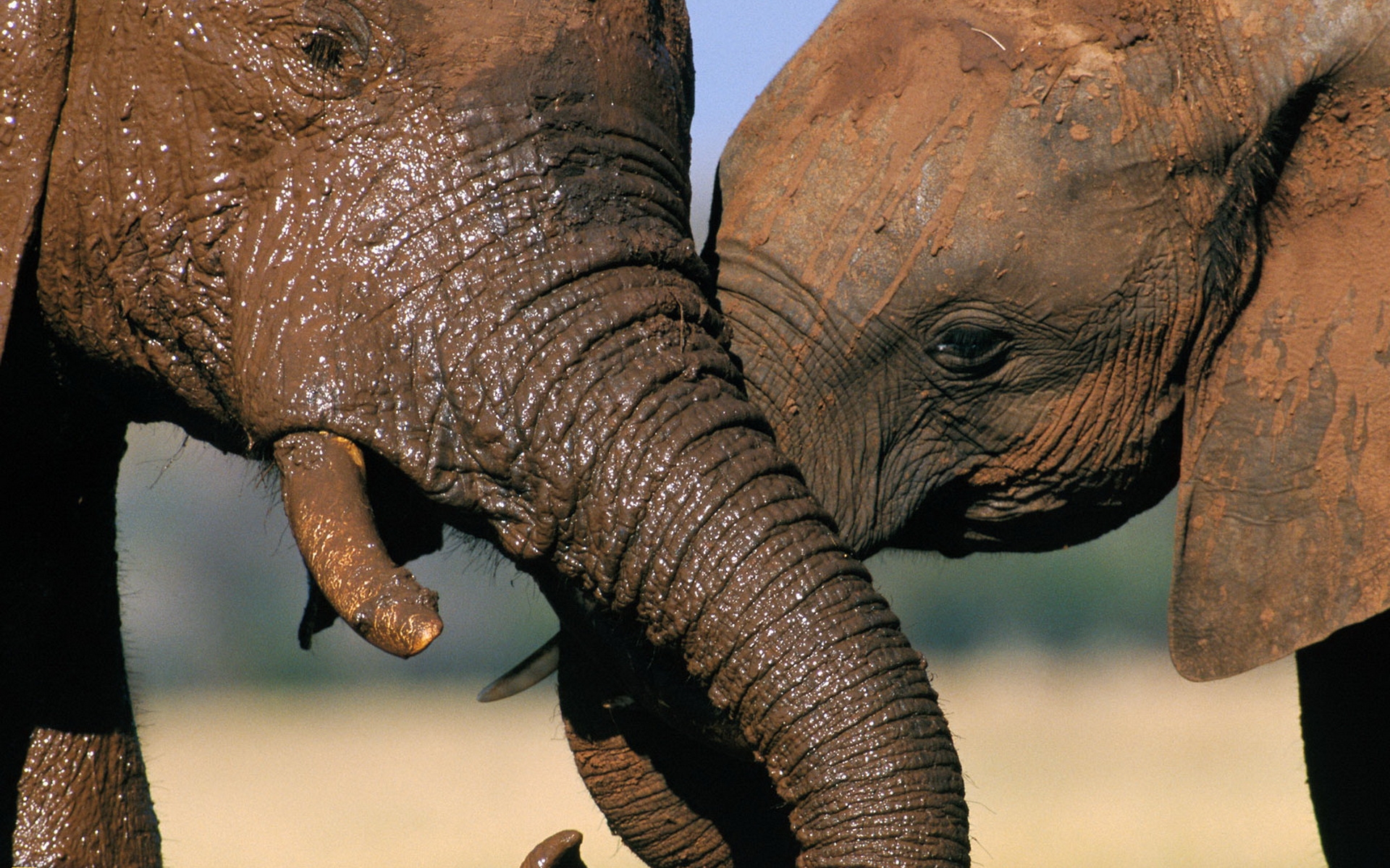Descarga gratuita de fondo de pantalla para móvil de Elefante Asiático, Elefantes, Animales.