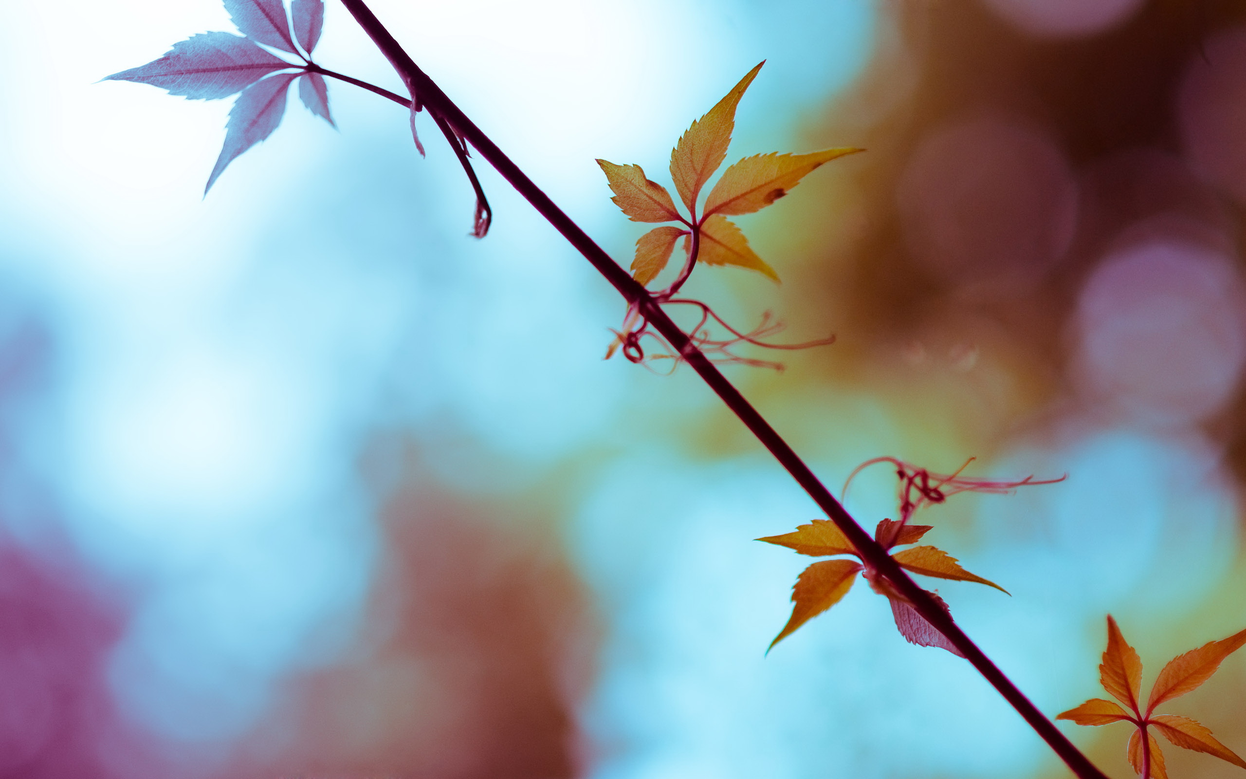 Laden Sie das Ast, Erde/natur-Bild kostenlos auf Ihren PC-Desktop herunter