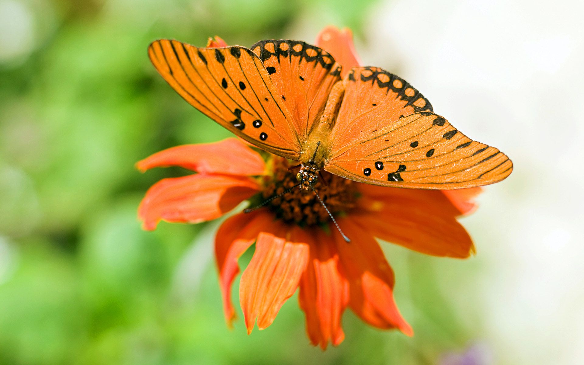 1482522 Bildschirmschoner und Hintergrundbilder Schmetterlinge auf Ihrem Telefon. Laden Sie  Bilder kostenlos herunter