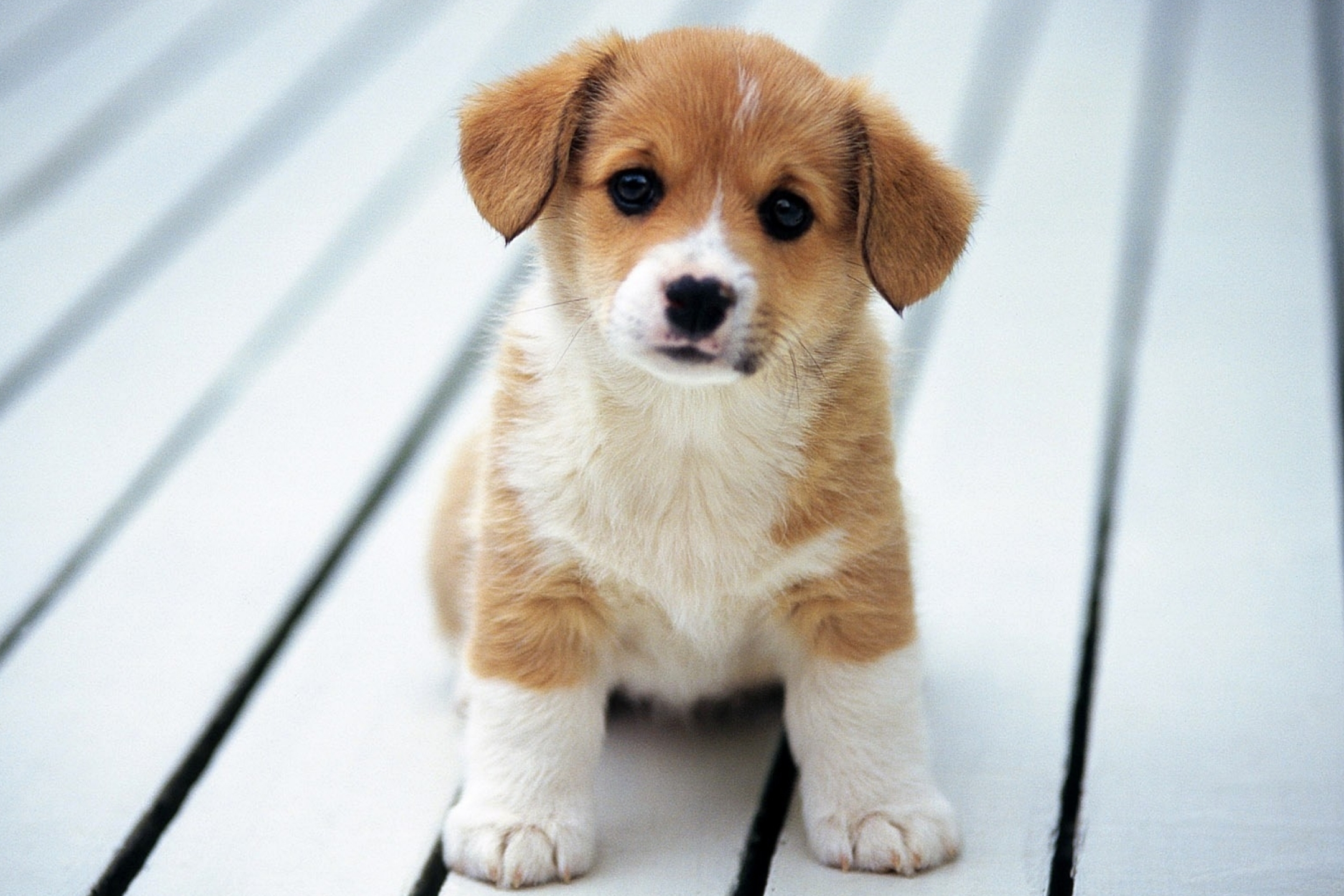 Download mobile wallpaper Dogs, Dog, Animal, Puppy, Baby Animal for free.