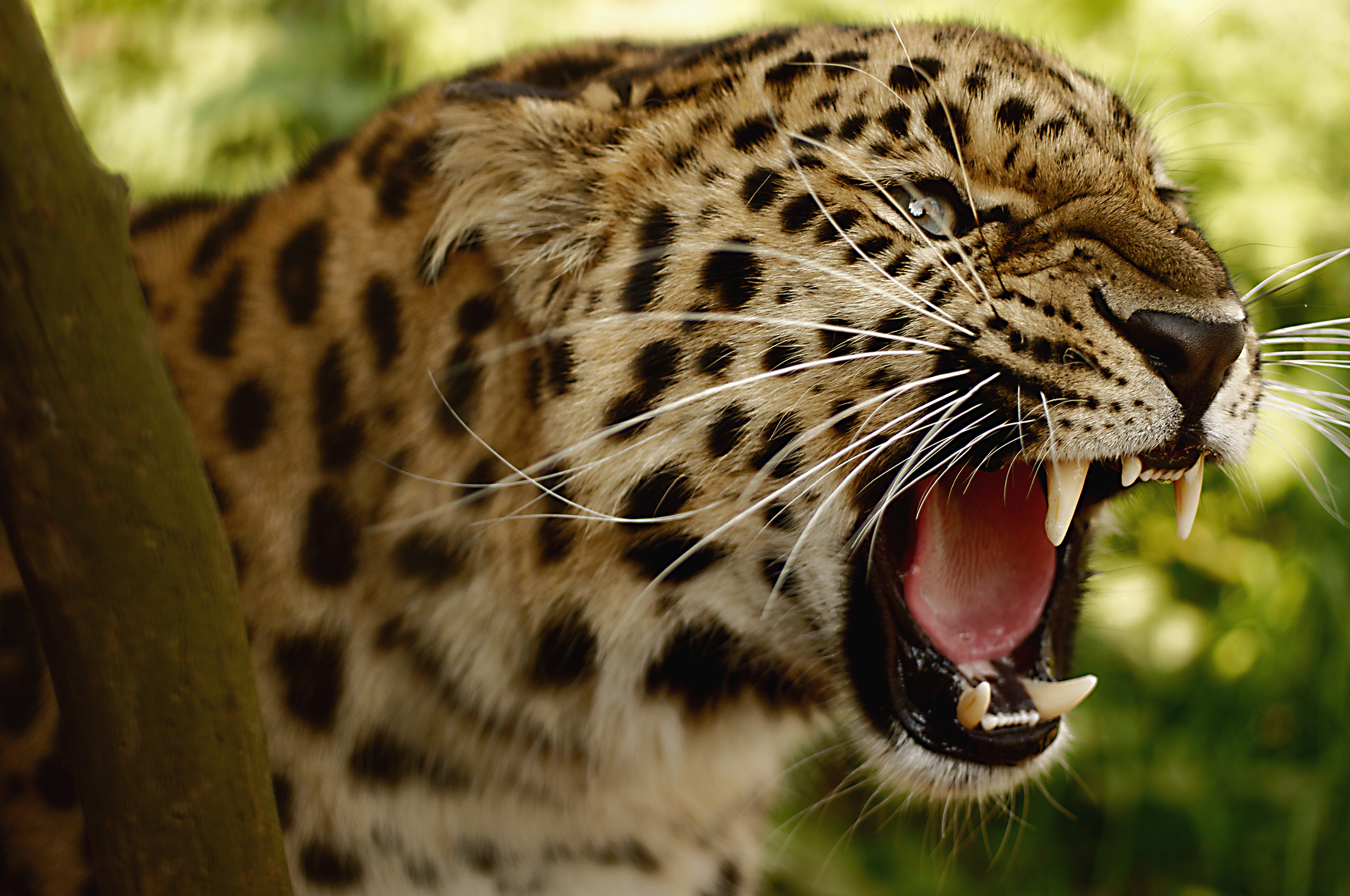 PC Wallpapers animal, leopard, cats