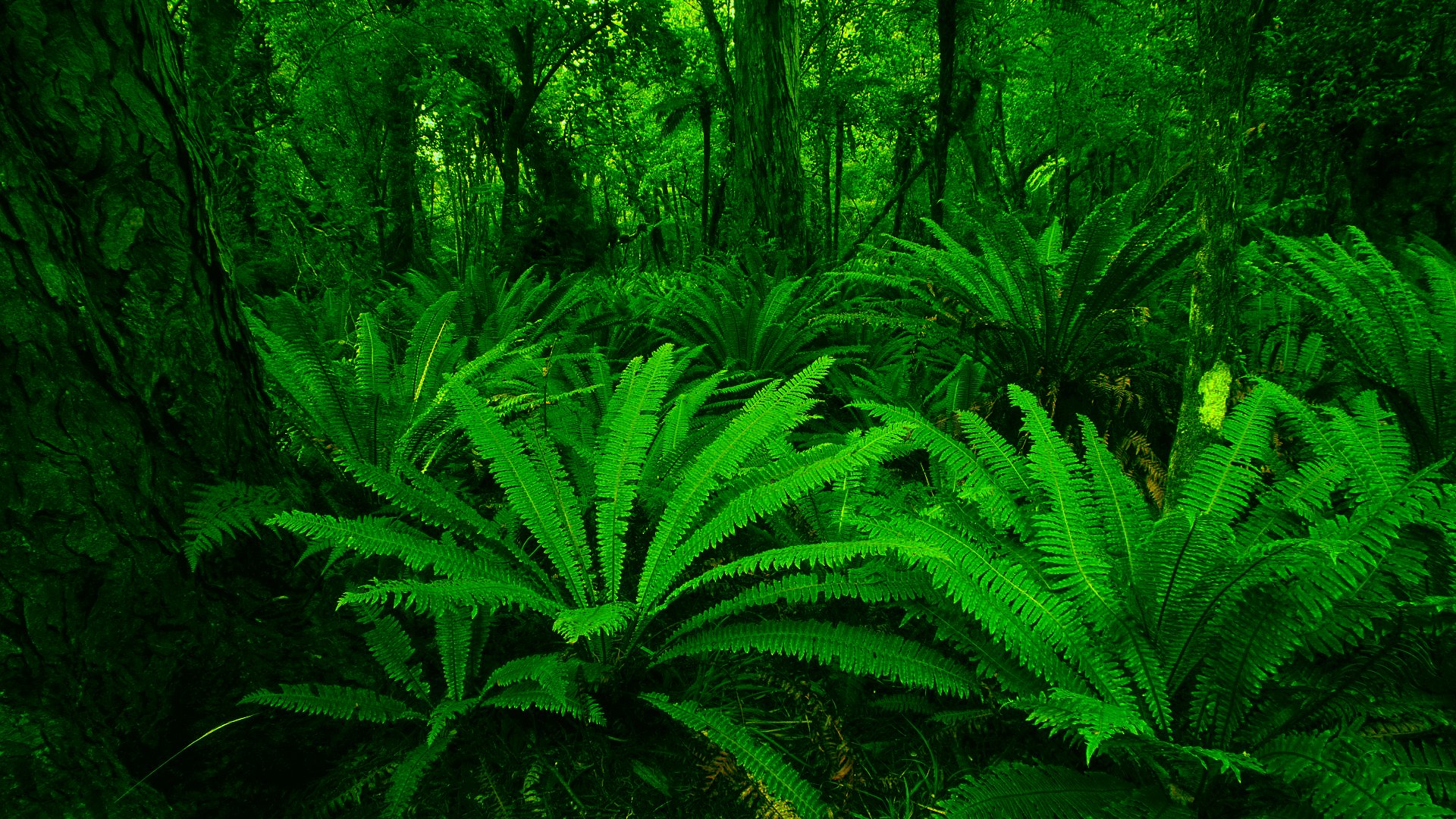Descarga gratis la imagen Helechos, Bosque, Árbol, Selva, Tierra/naturaleza, Tropico en el escritorio de tu PC