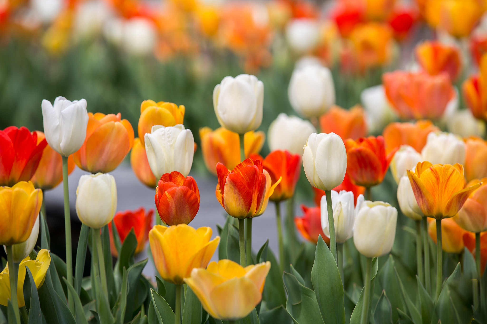 無料モバイル壁紙自然, フラワーズ, チューリップ, 夏, 花, 地球, 黄色い花, 白い花, オレンジフラワーをダウンロードします。