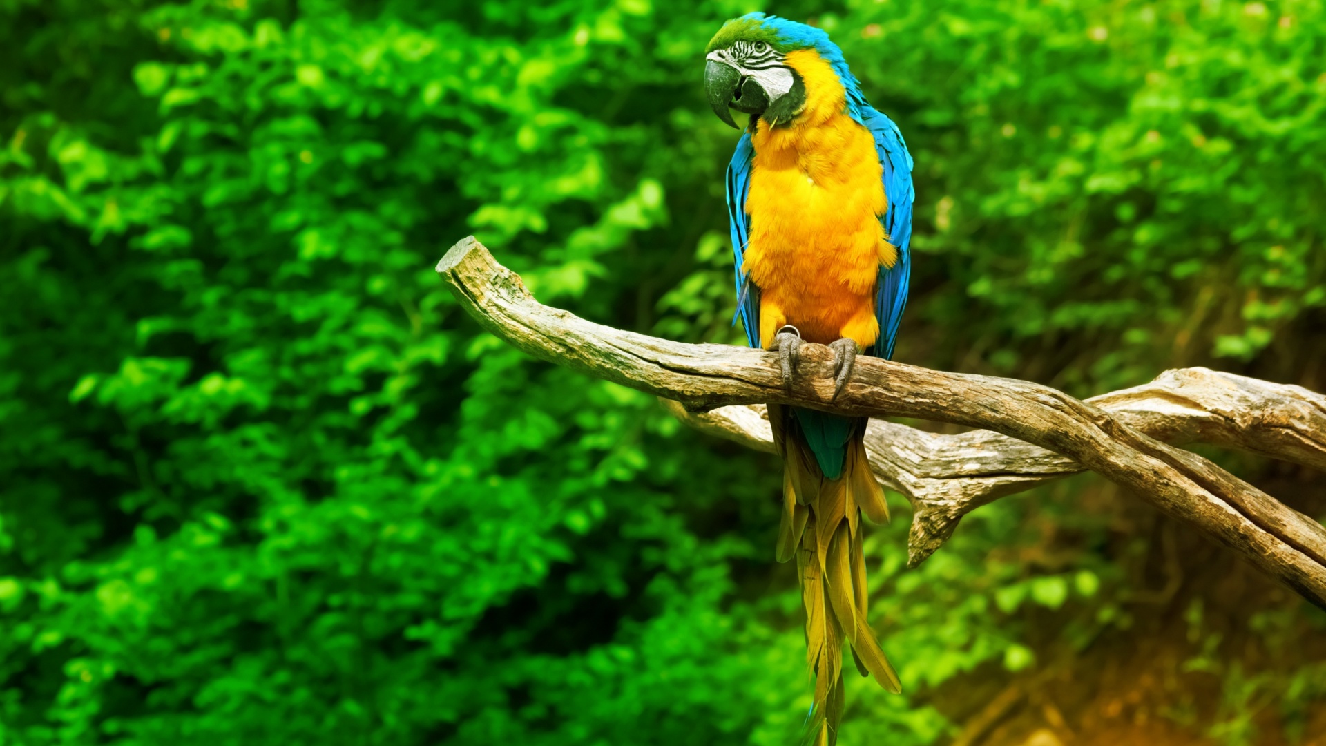 PCデスクトップに動物, 鳥, オウム, 青と黄色のコンゴウインコ画像を無料でダウンロード
