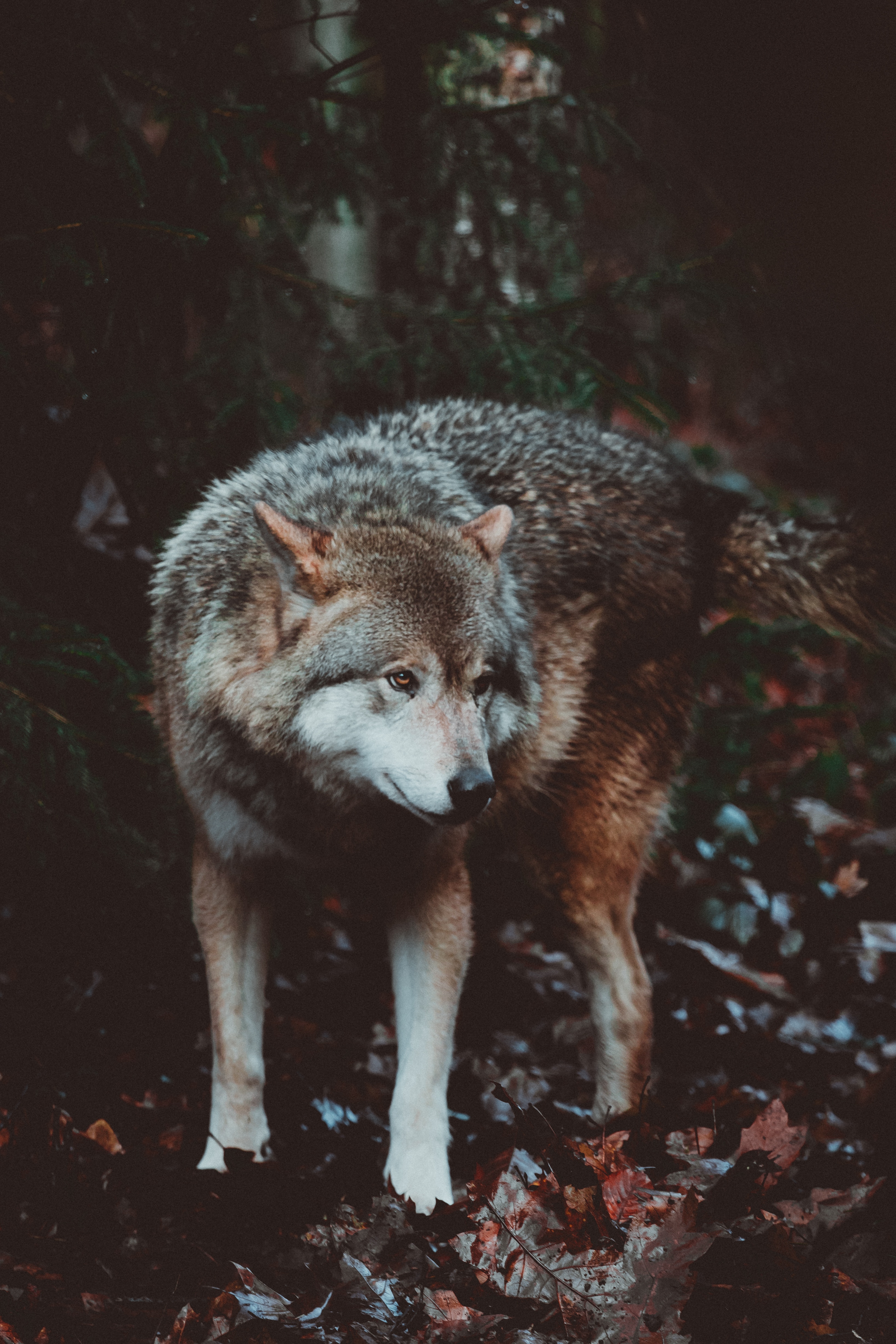 95890 Bild herunterladen raubtier, tiere, hund, predator, wolf - Hintergrundbilder und Bildschirmschoner kostenlos