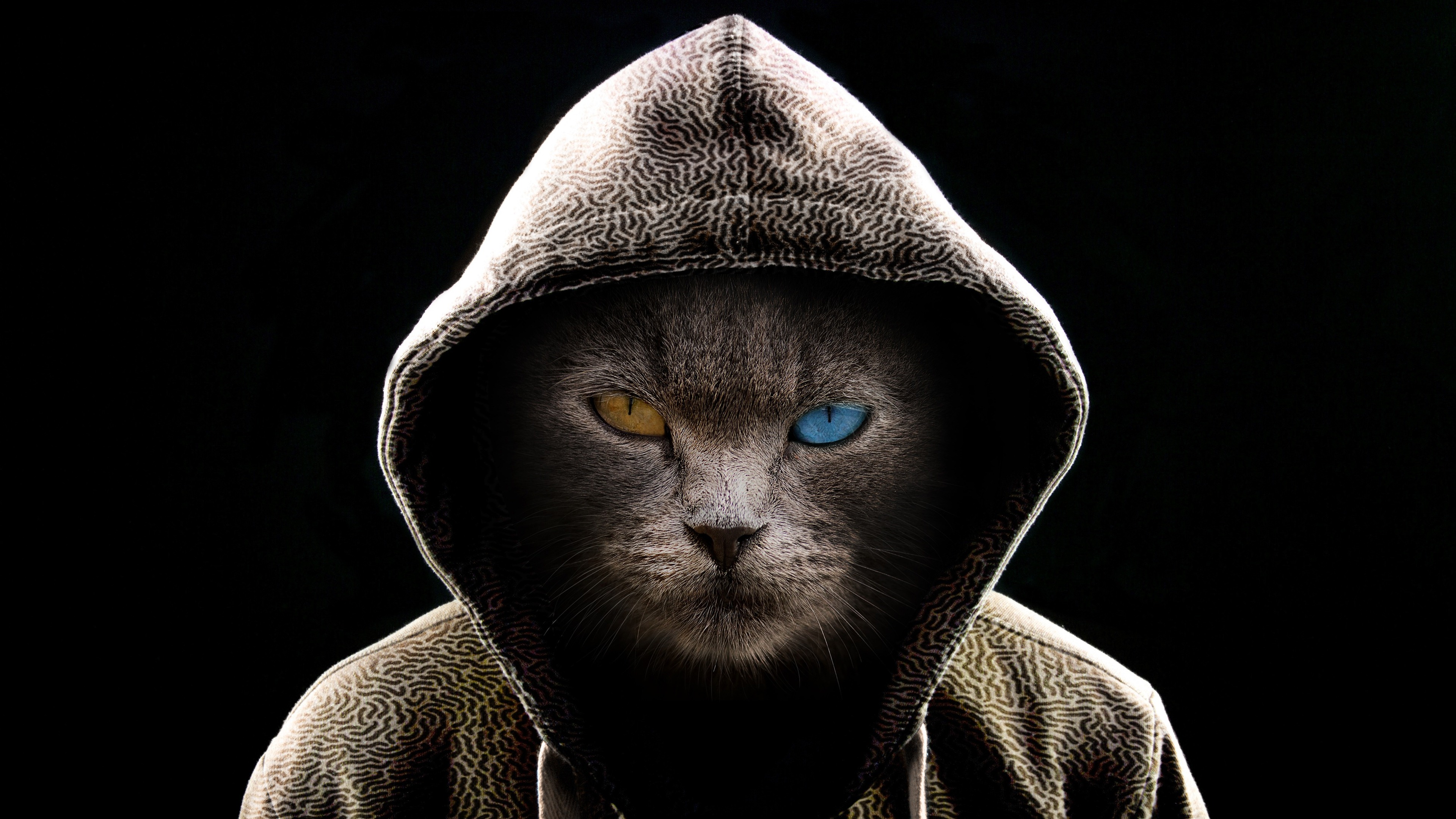 Free download wallpaper Cats, Cat, Hoodie, Hood, Heterochromia, Humor, Manipulation on your PC desktop