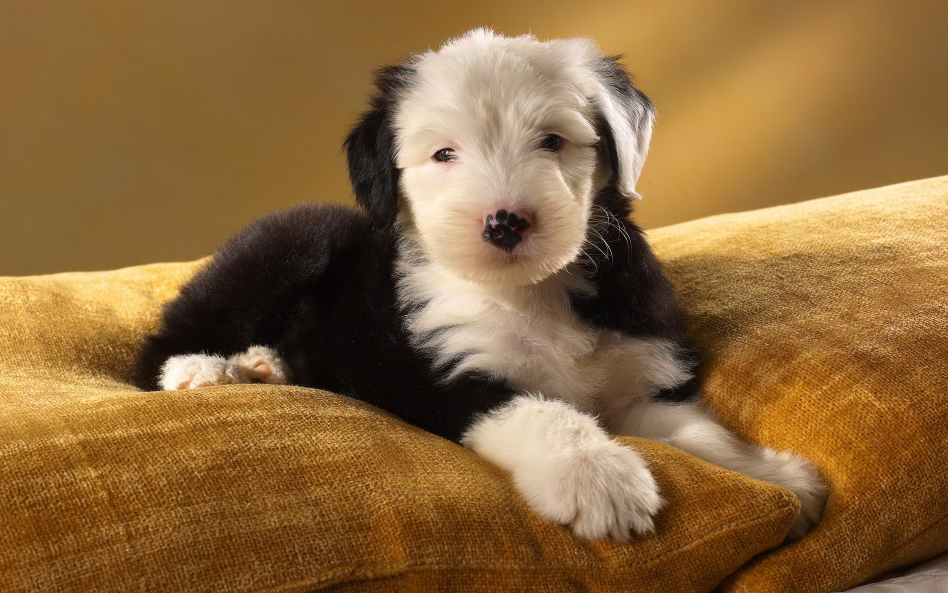 Download mobile wallpaper Old English Sheepdog, Dogs, Animal for free.