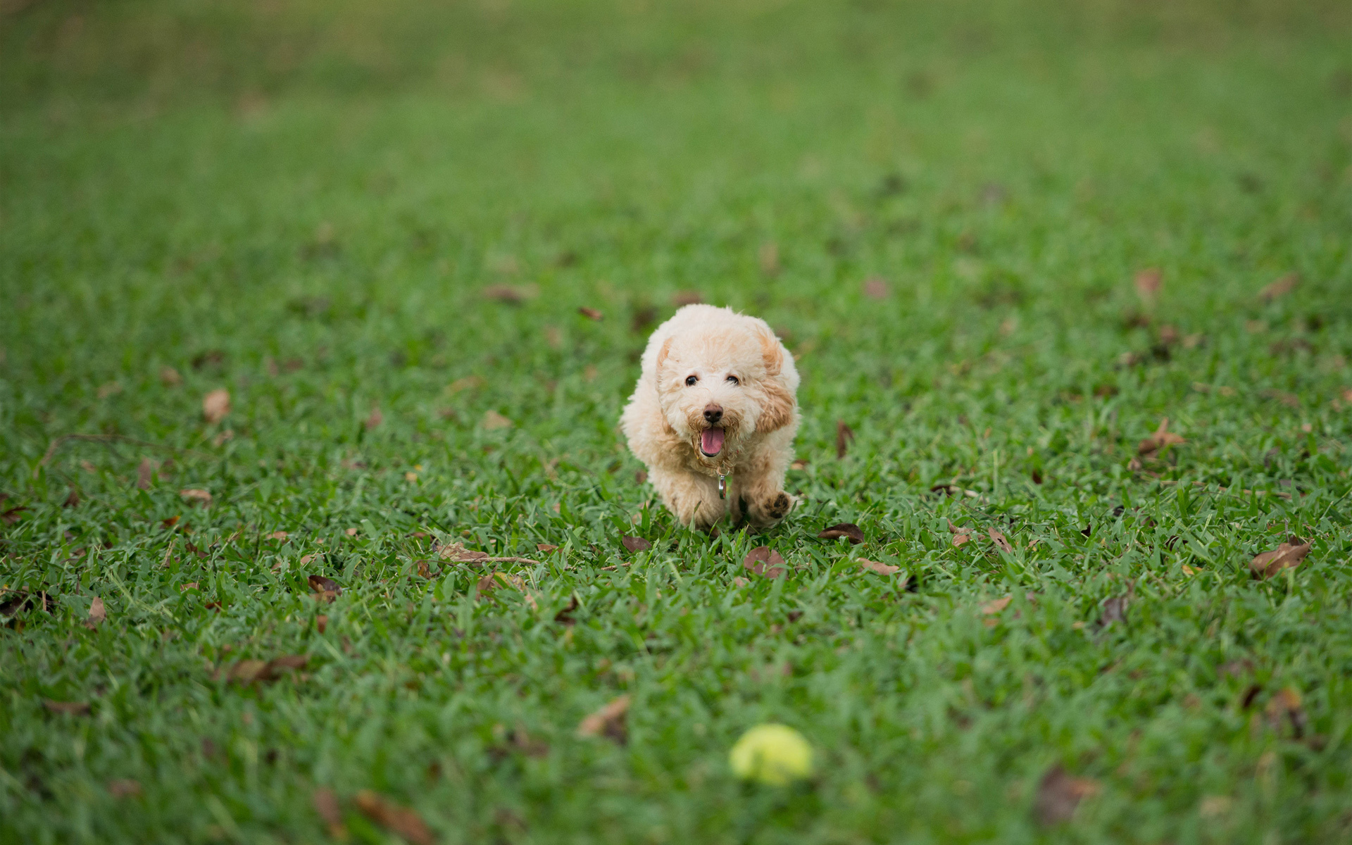 PCデスクトップに動物, 犬画像を無料でダウンロード