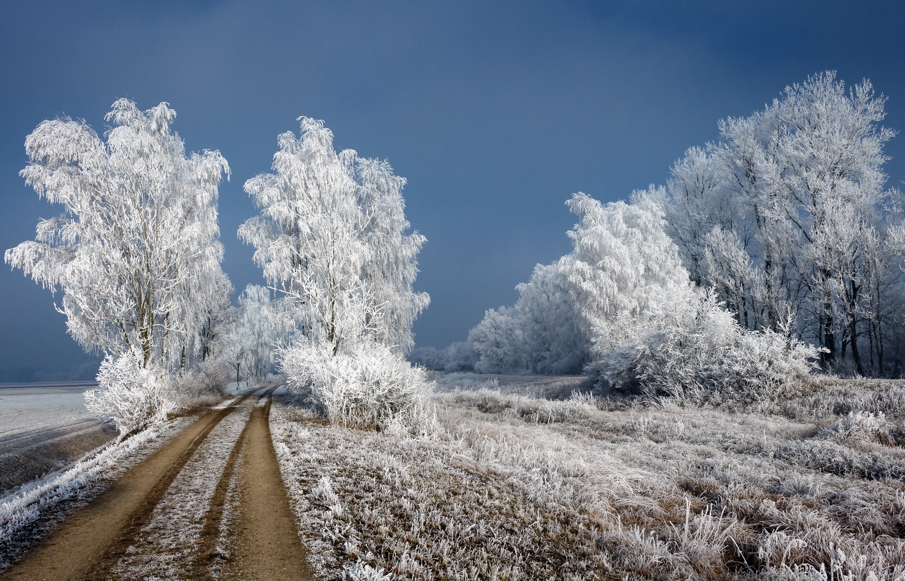 Download mobile wallpaper Winter, Nature, Tree, Earth, Dirt Road for free.
