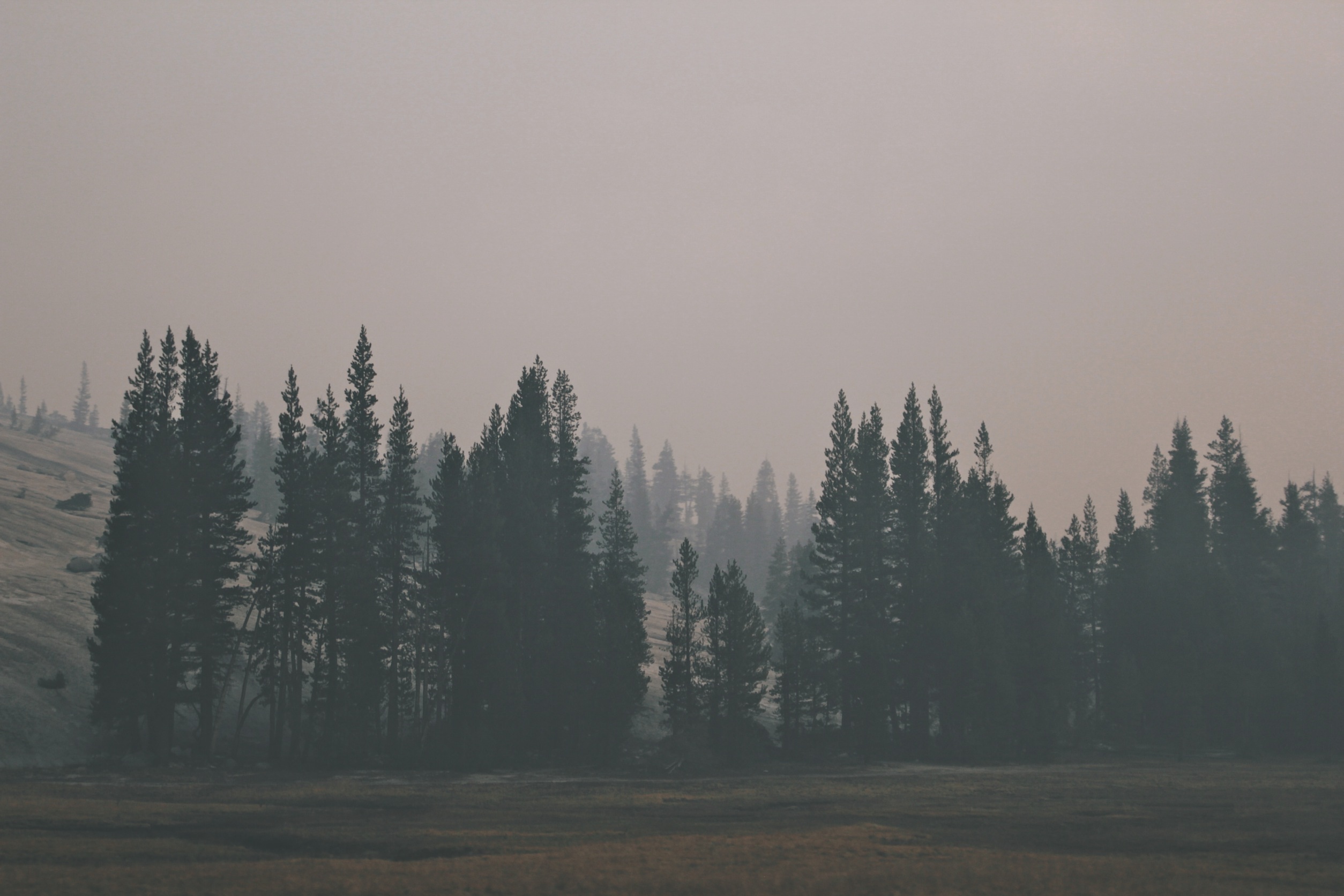 無料モバイル壁紙霧, 森, 丘, 闇, 森林, 暗いをダウンロードします。