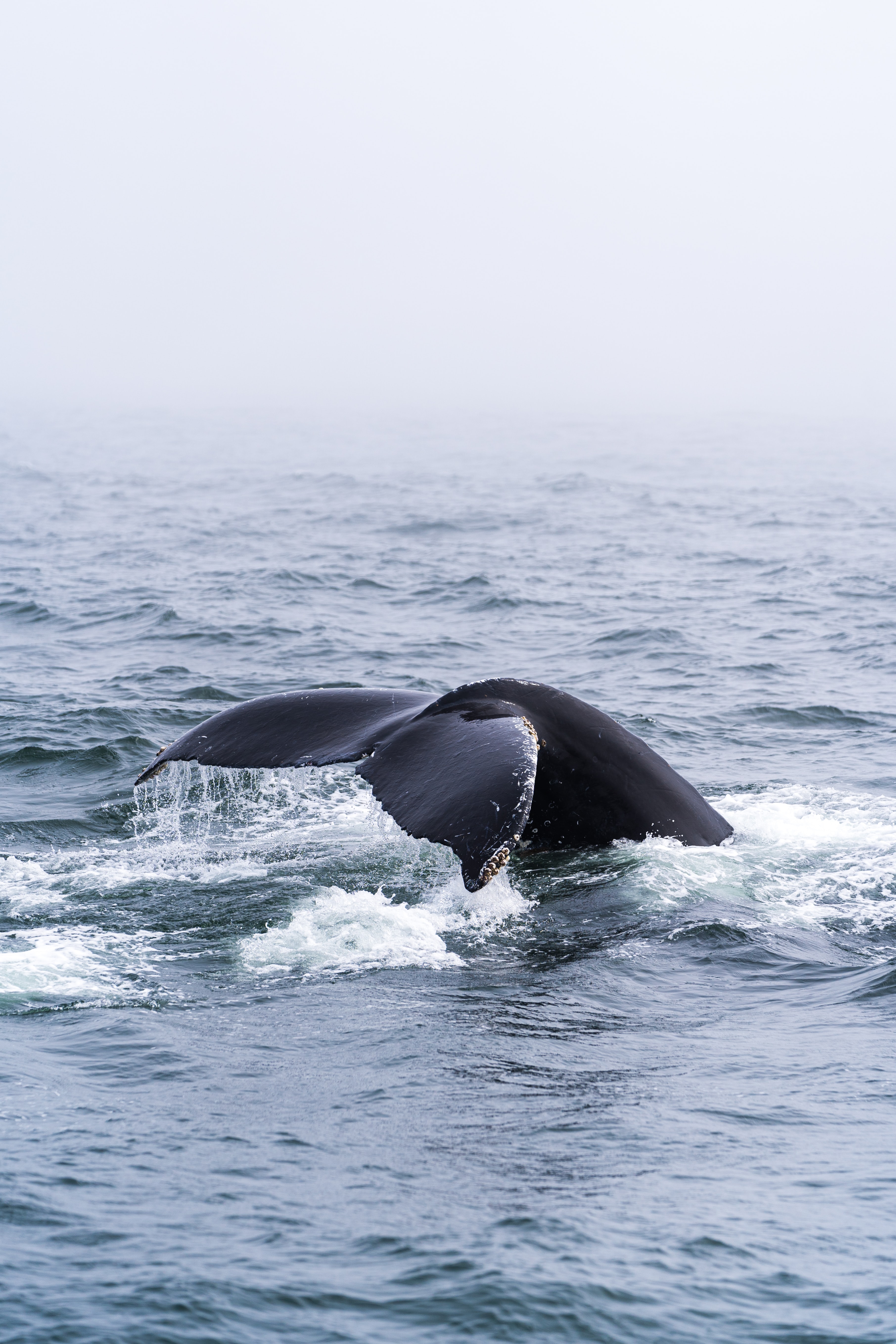 83134 télécharger le fond d'écran baleine, queue, animaux, mer, horizon, animal - économiseurs d'écran et images gratuitement