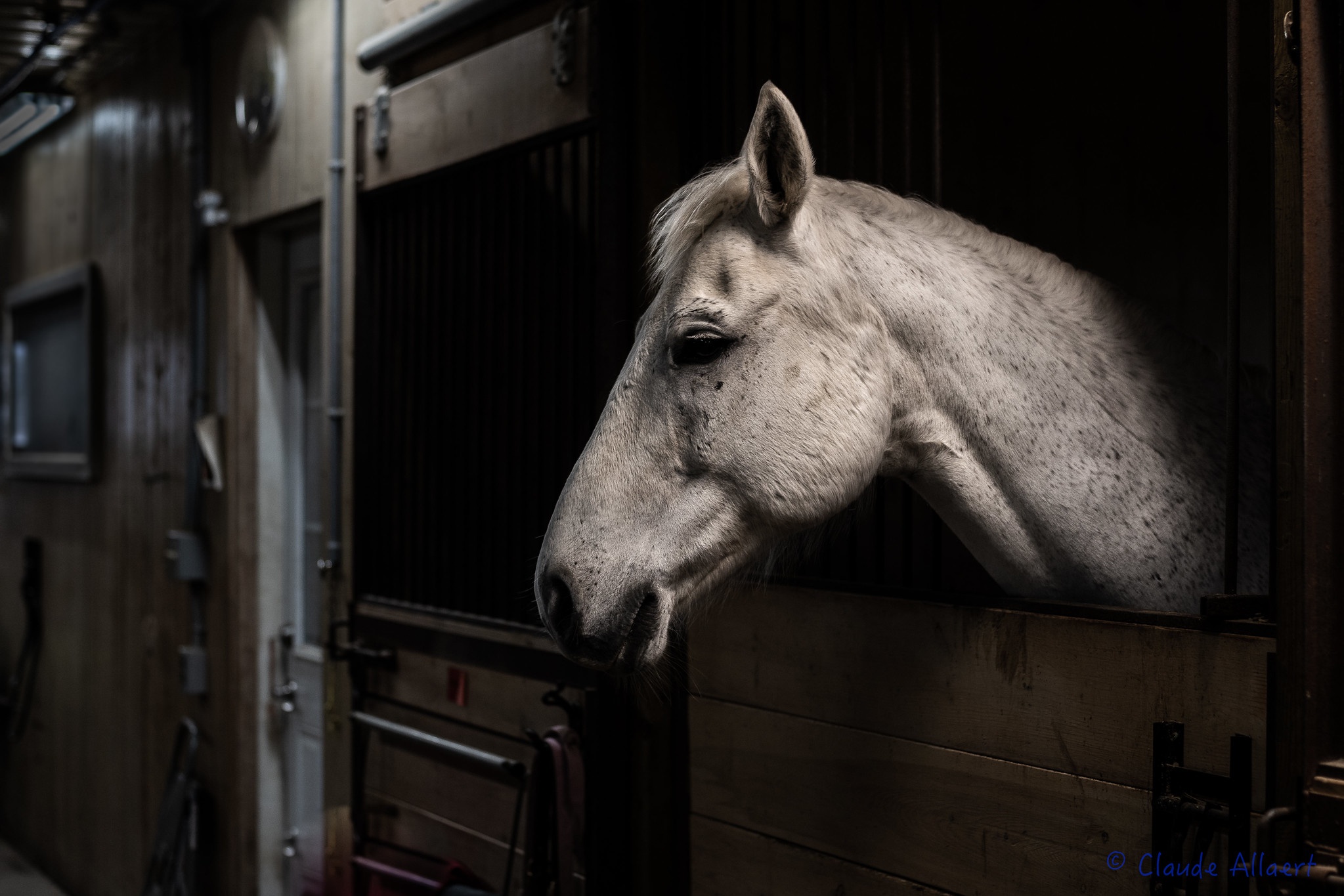 Descarga gratuita de fondo de pantalla para móvil de Animales, Caballo.