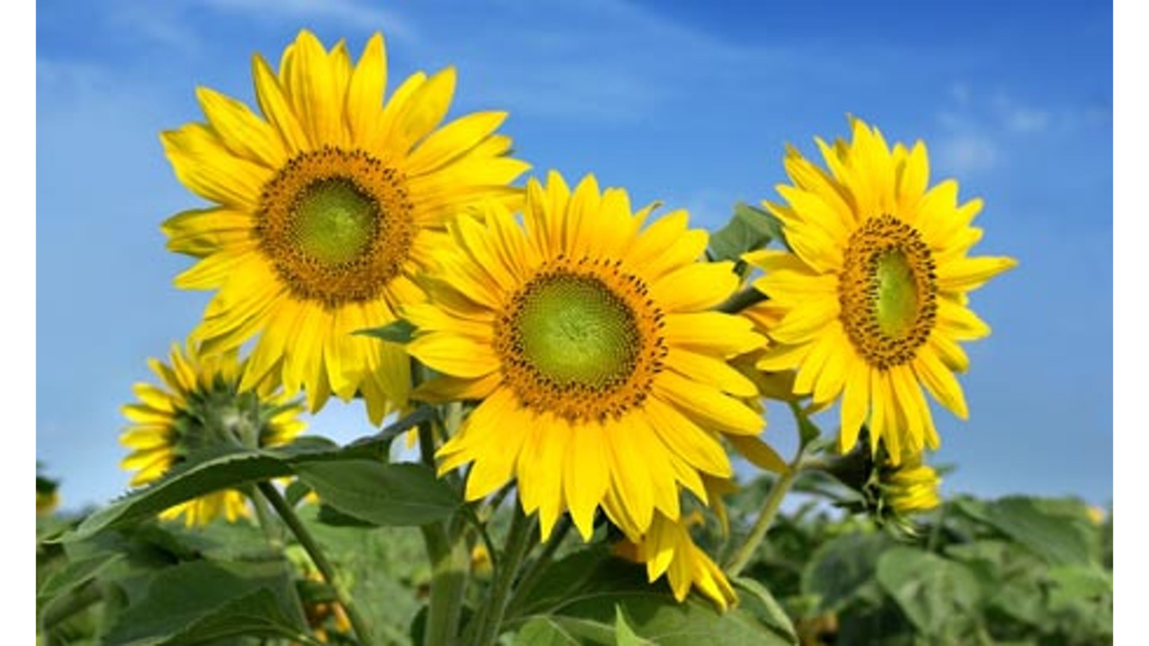 Laden Sie das Blume, Blatt, Erde, Sonnenblume, Gelbe Blume, Erde/natur-Bild kostenlos auf Ihren PC-Desktop herunter