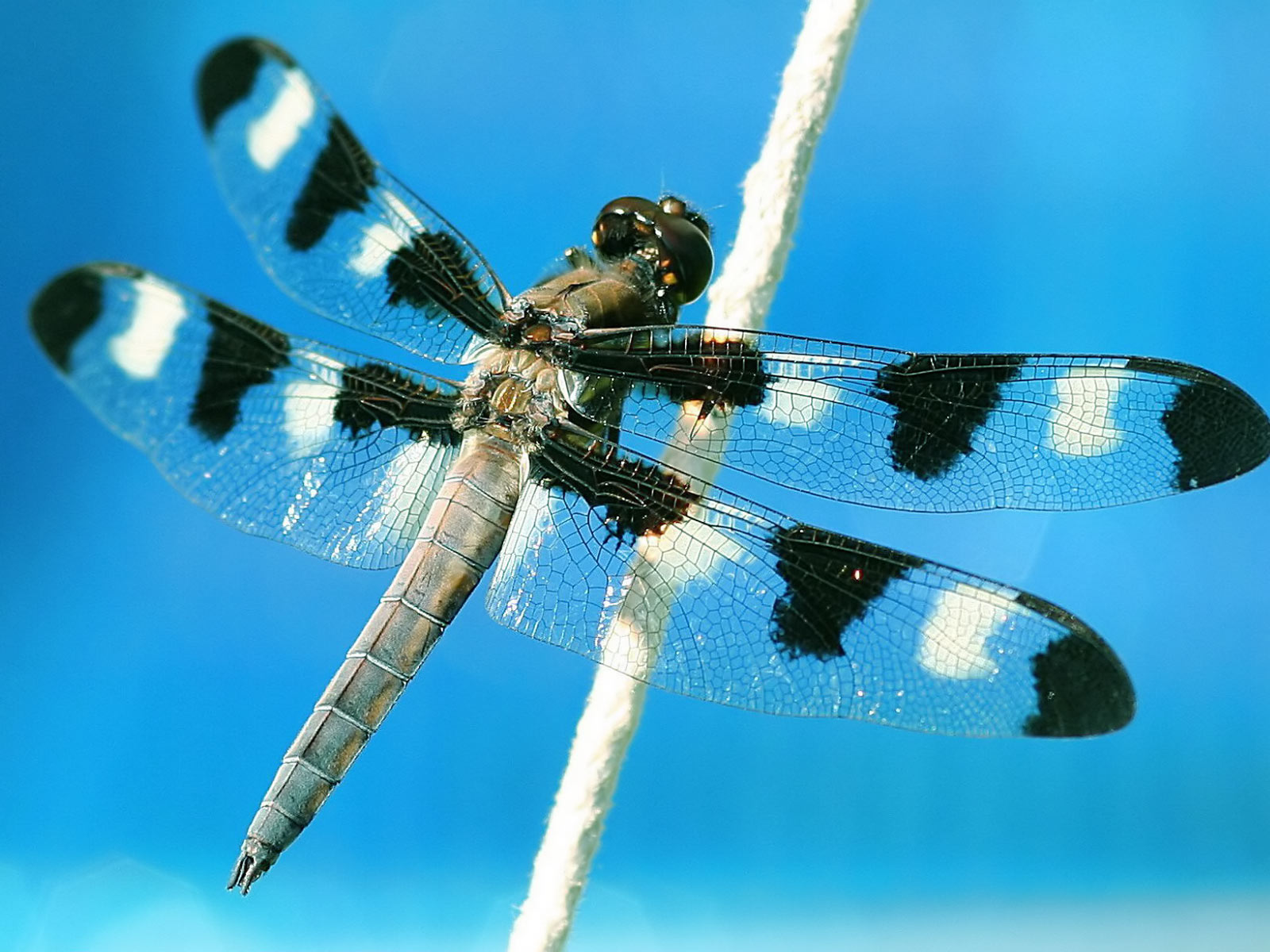 Download mobile wallpaper Animal, Dragonfly for free.