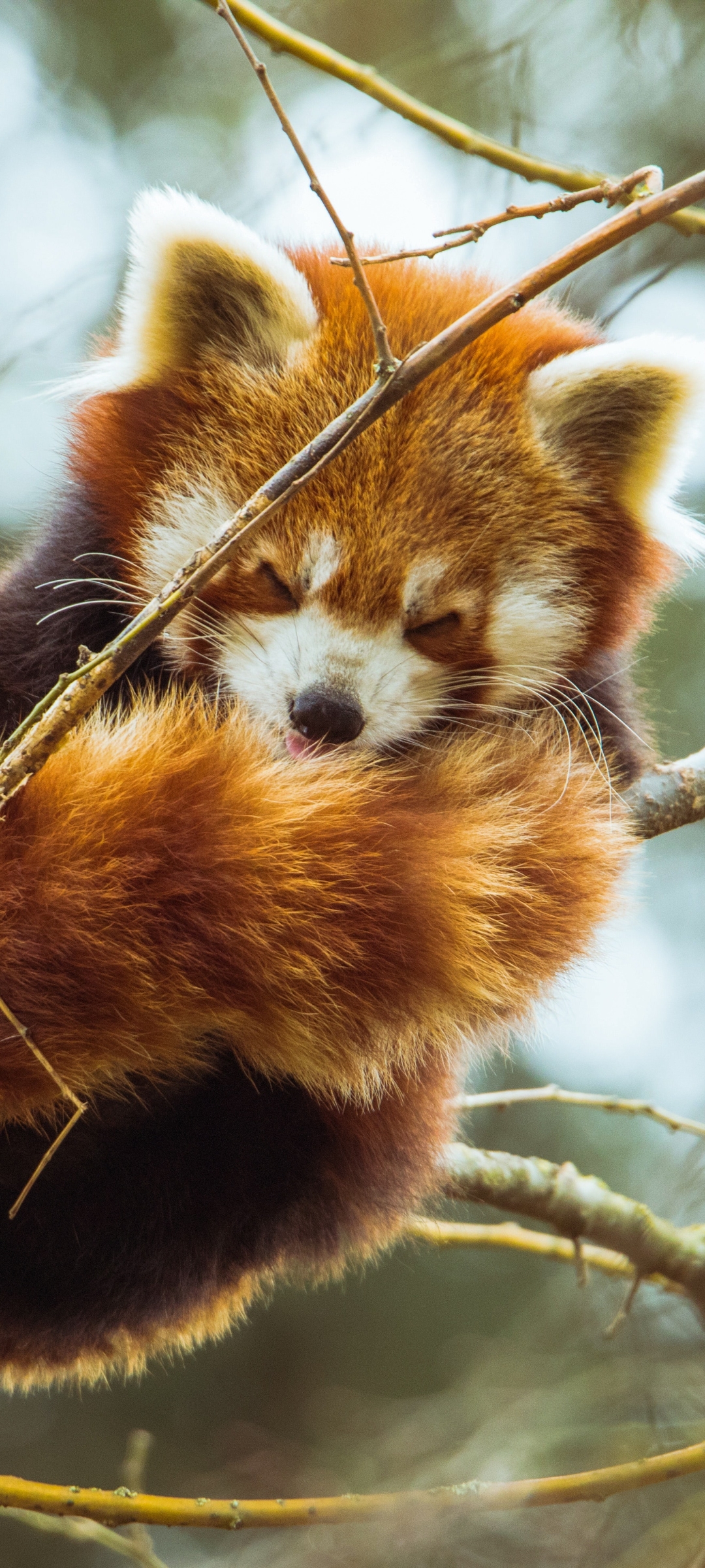 Descarga gratuita de fondo de pantalla para móvil de Animales, Panda Rojo.