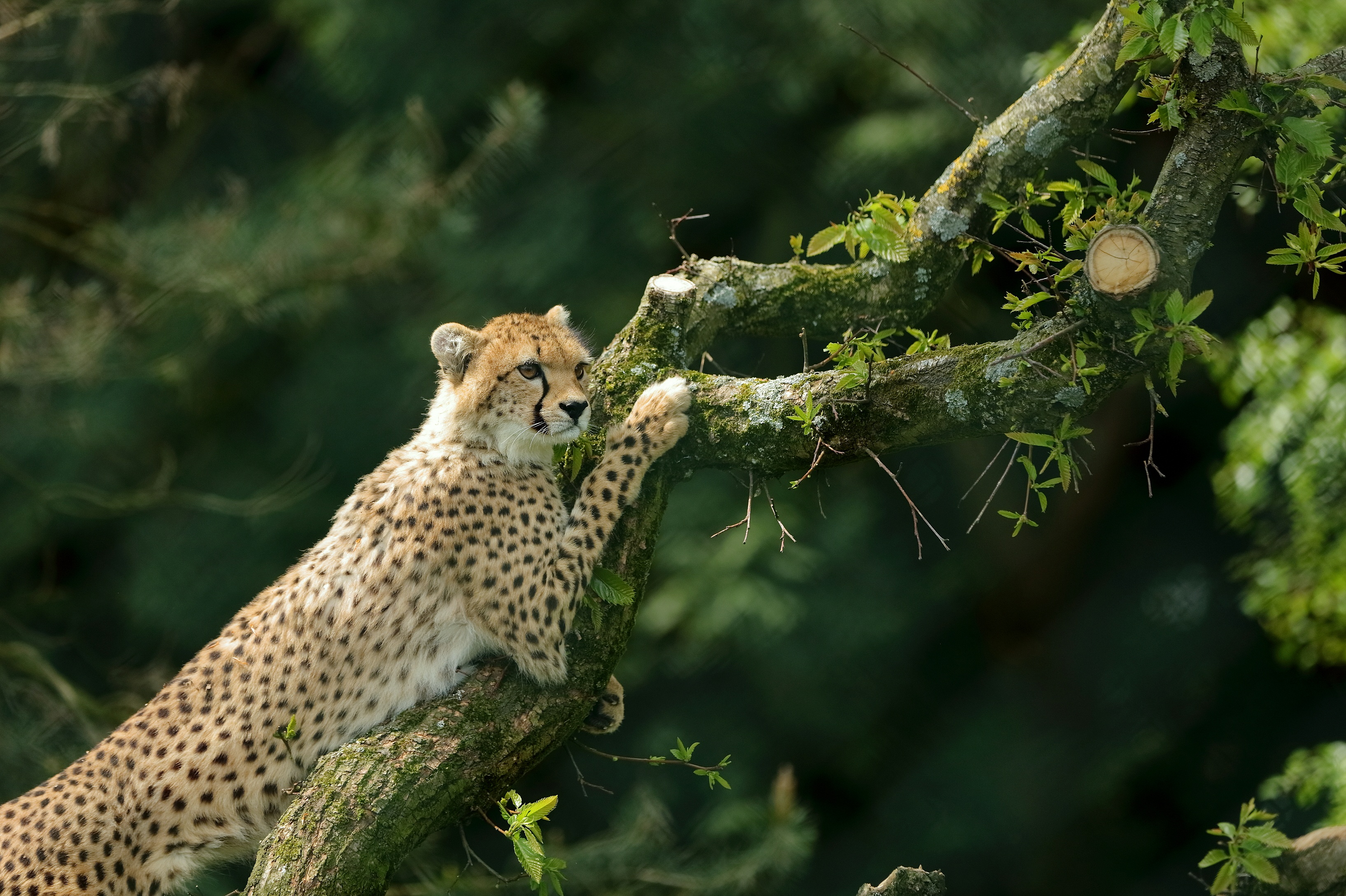 Download mobile wallpaper Cats, Cheetah, Branch, Animal for free.