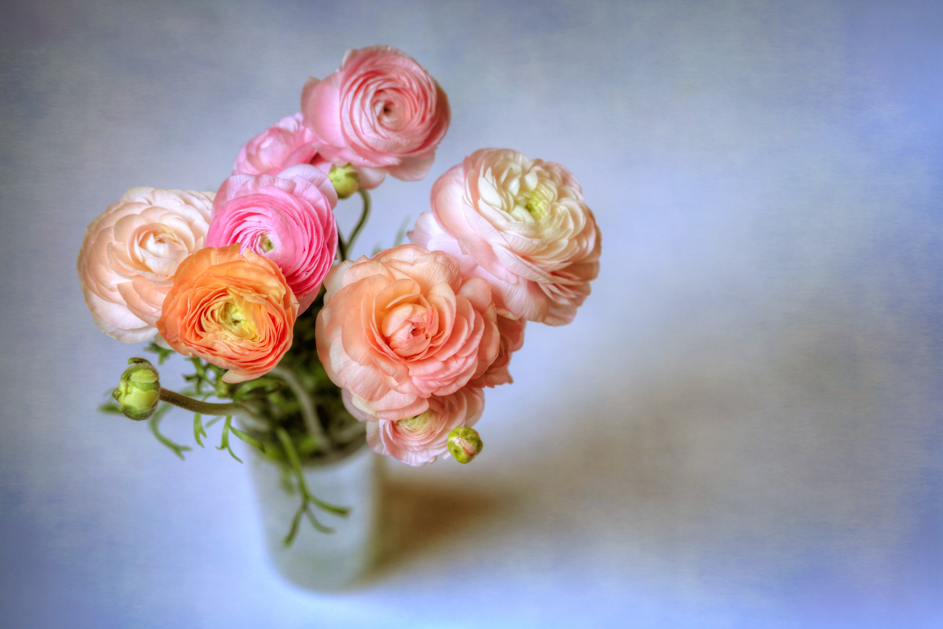882830 скачать обои ваза, пастель, сделано человеком, цветок, красочный, земля, персиковый цветок, розовый цветок, ранункула - заставки и картинки бесплатно