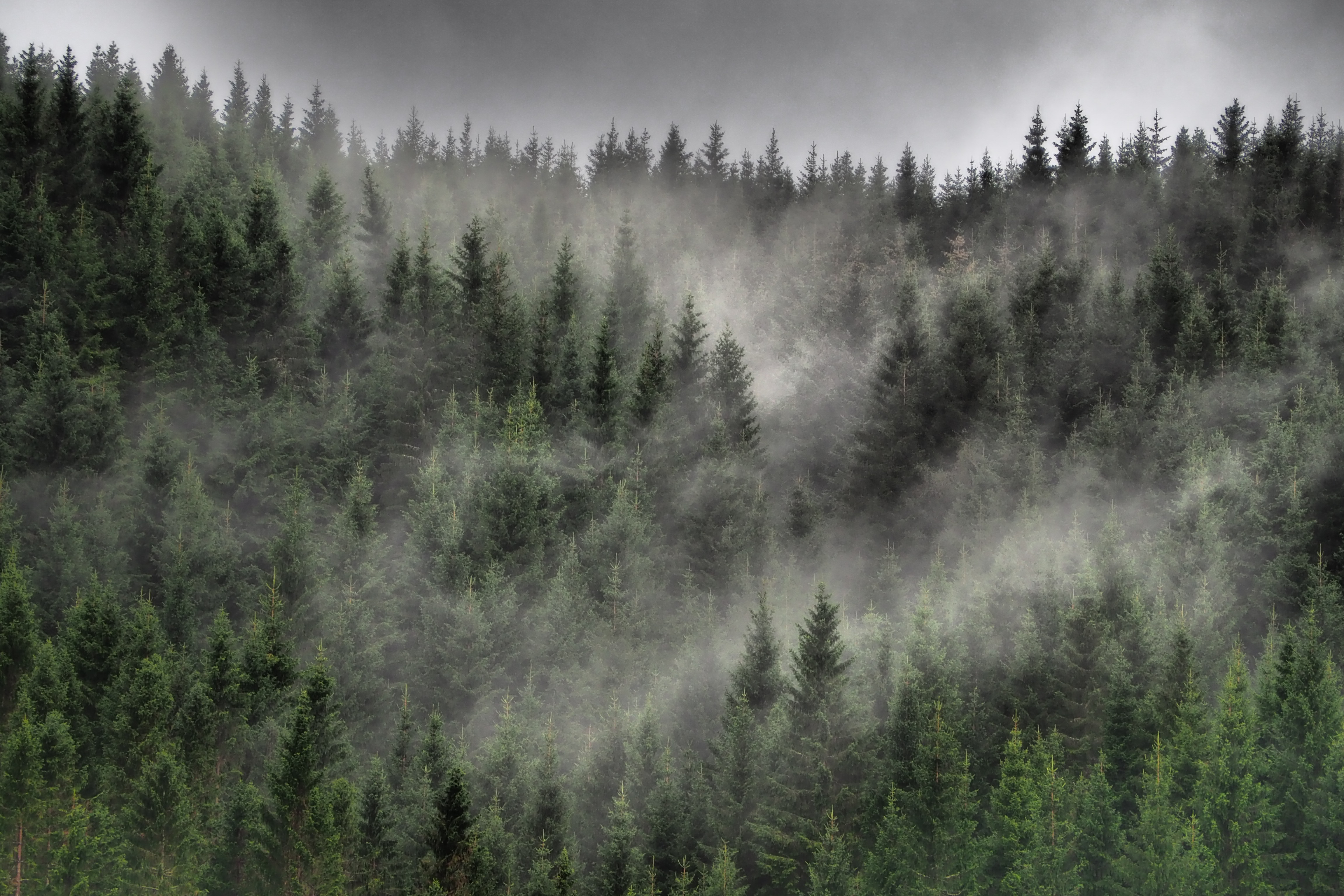 149323 скачать обои природа, ели, облака, лес, туман, деревья, хвойный - заставки и картинки бесплатно