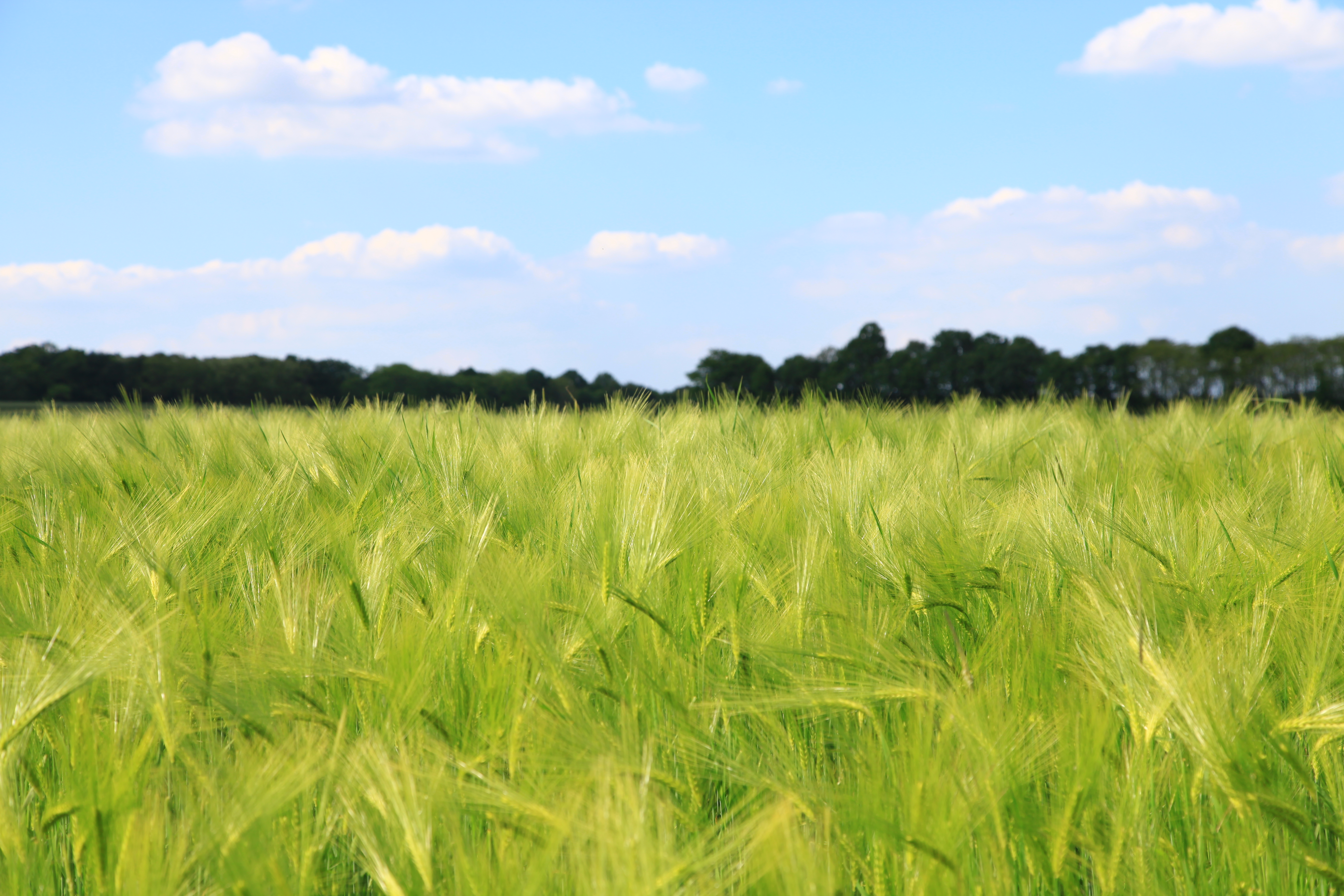 Download mobile wallpaper Nature, Summer, Wheat, Earth, Field for free.