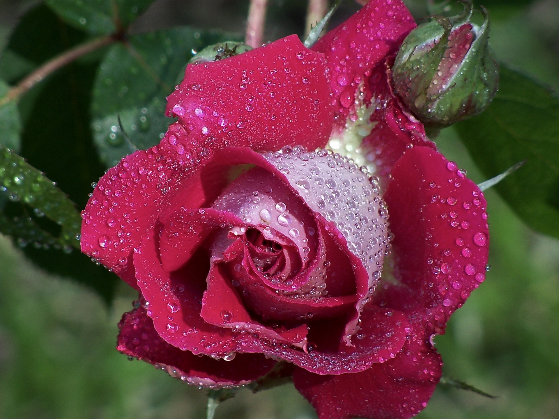 Laden Sie das Wassertropfen, Blumen, Blume, Rose, Erde/natur-Bild kostenlos auf Ihren PC-Desktop herunter