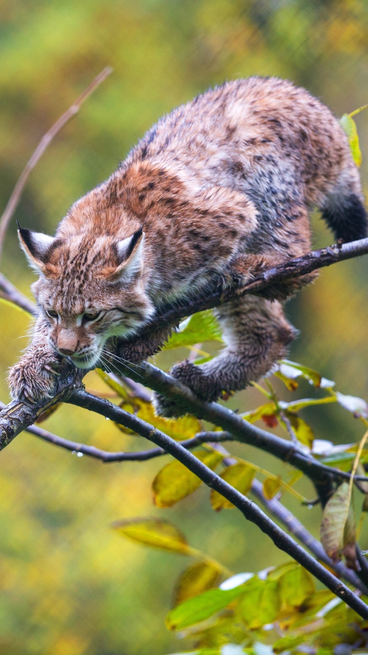 Descarga gratuita de fondo de pantalla para móvil de Animales, Gatos, Lince.