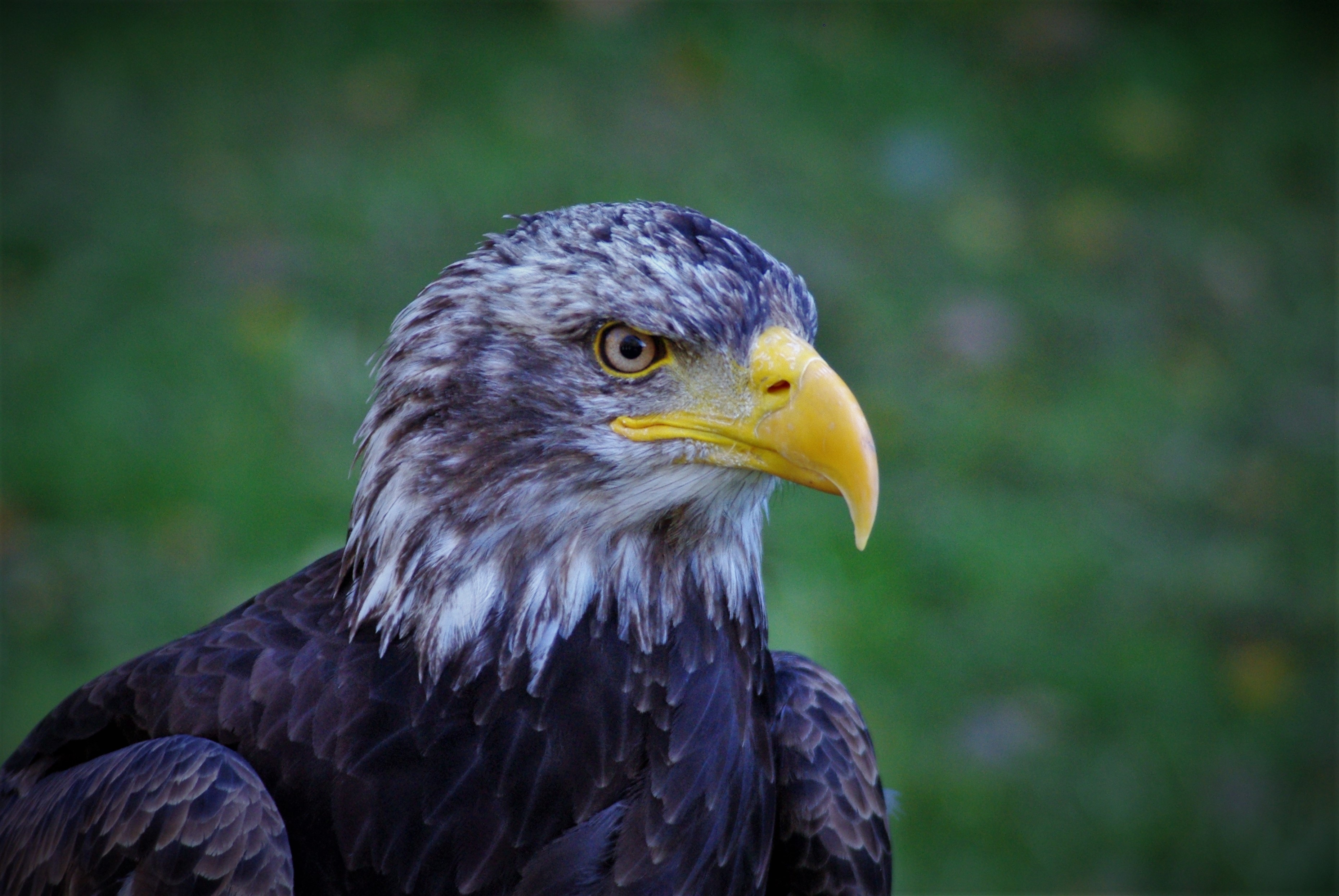 animals, bird, beak, predator, eagle, bald eagle, white headed eagle