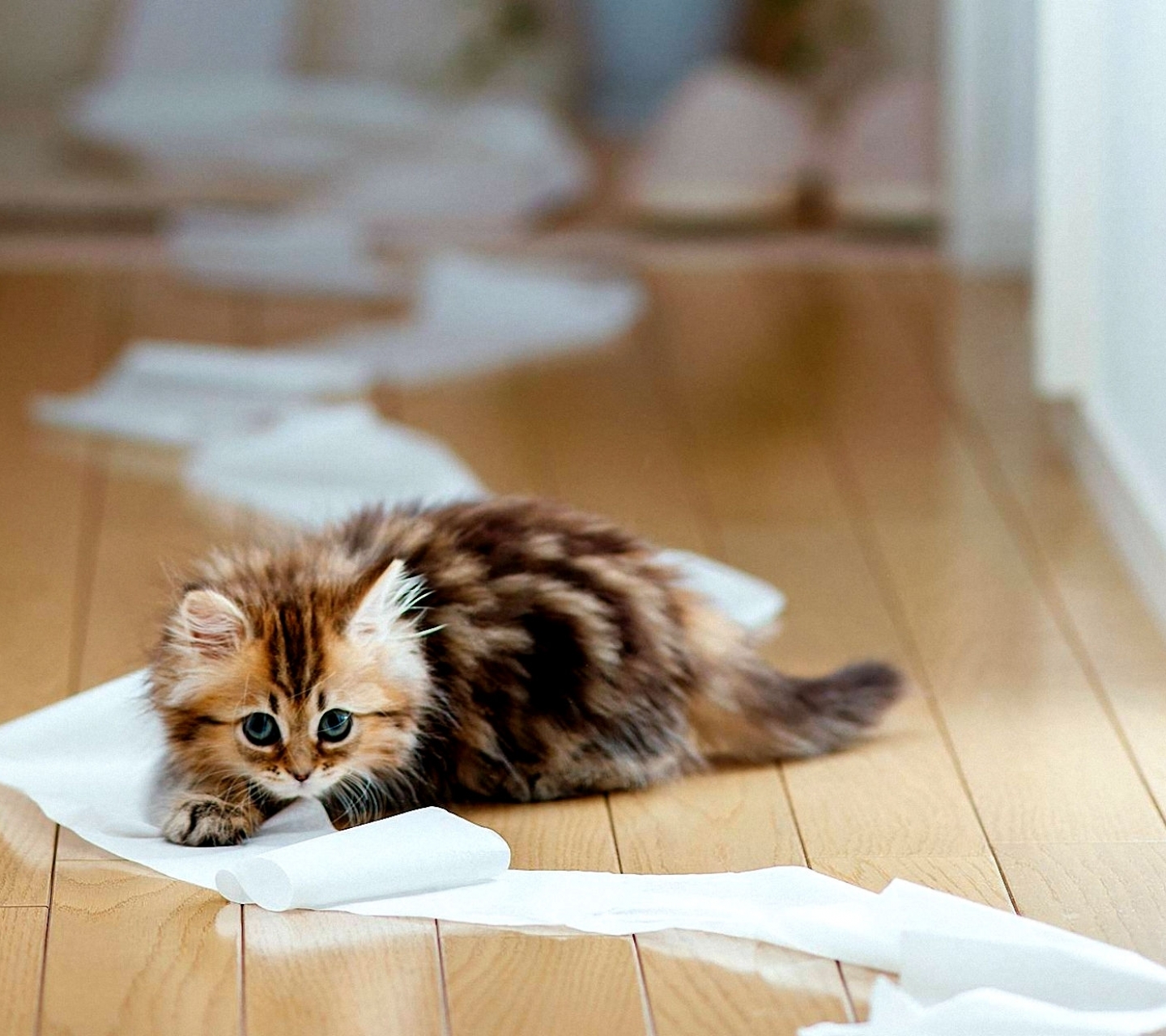 無料モバイル壁紙動物, ネコ, 猫をダウンロードします。