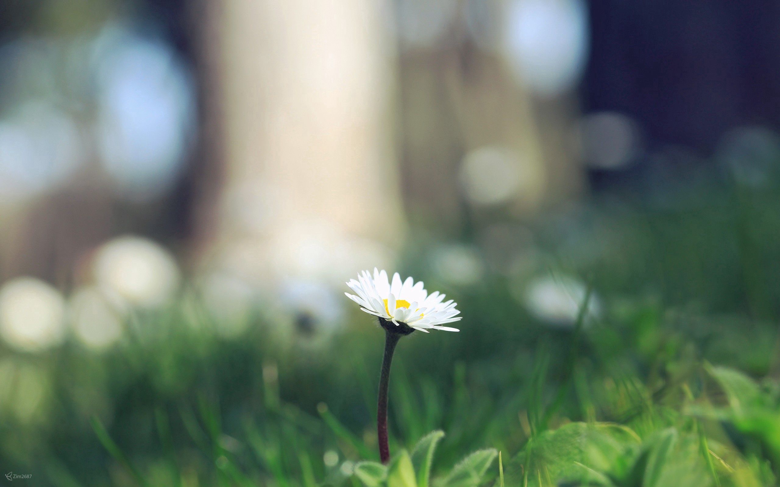grass, flower, macro, sprout