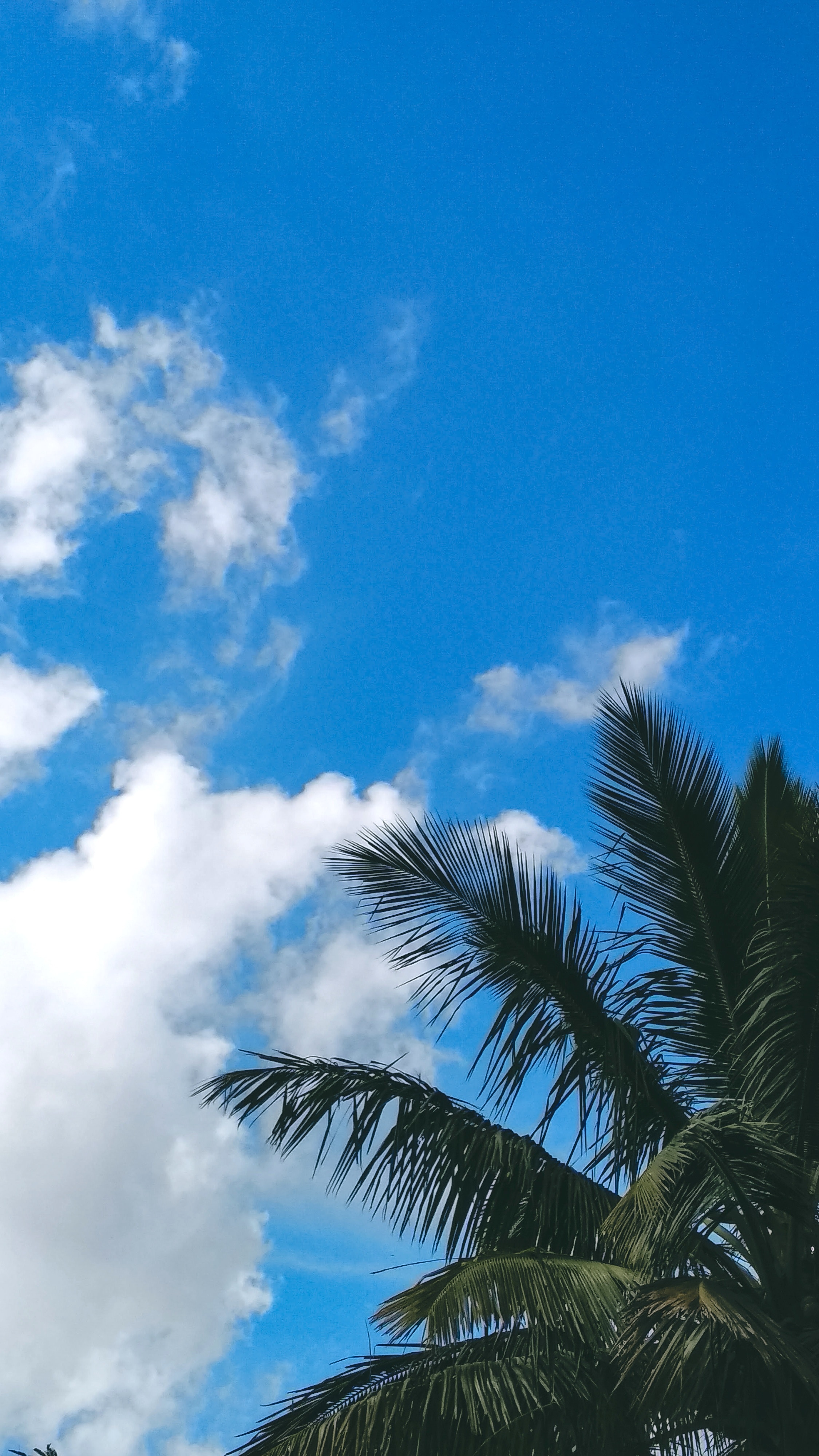 Free download wallpaper Sky, Clouds, Palm, Branches, Nature, Leaves on your PC desktop