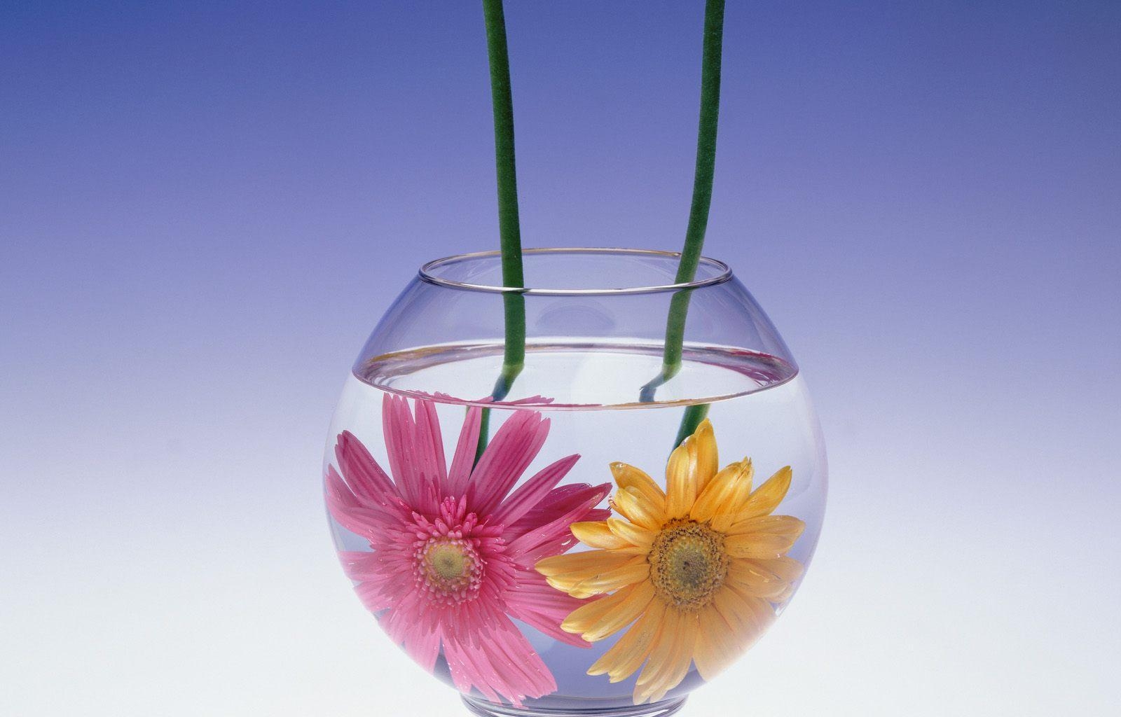 132070 скачать картинку герберы, цветы, вода, пара, аквариум - обои и заставки бесплатно
