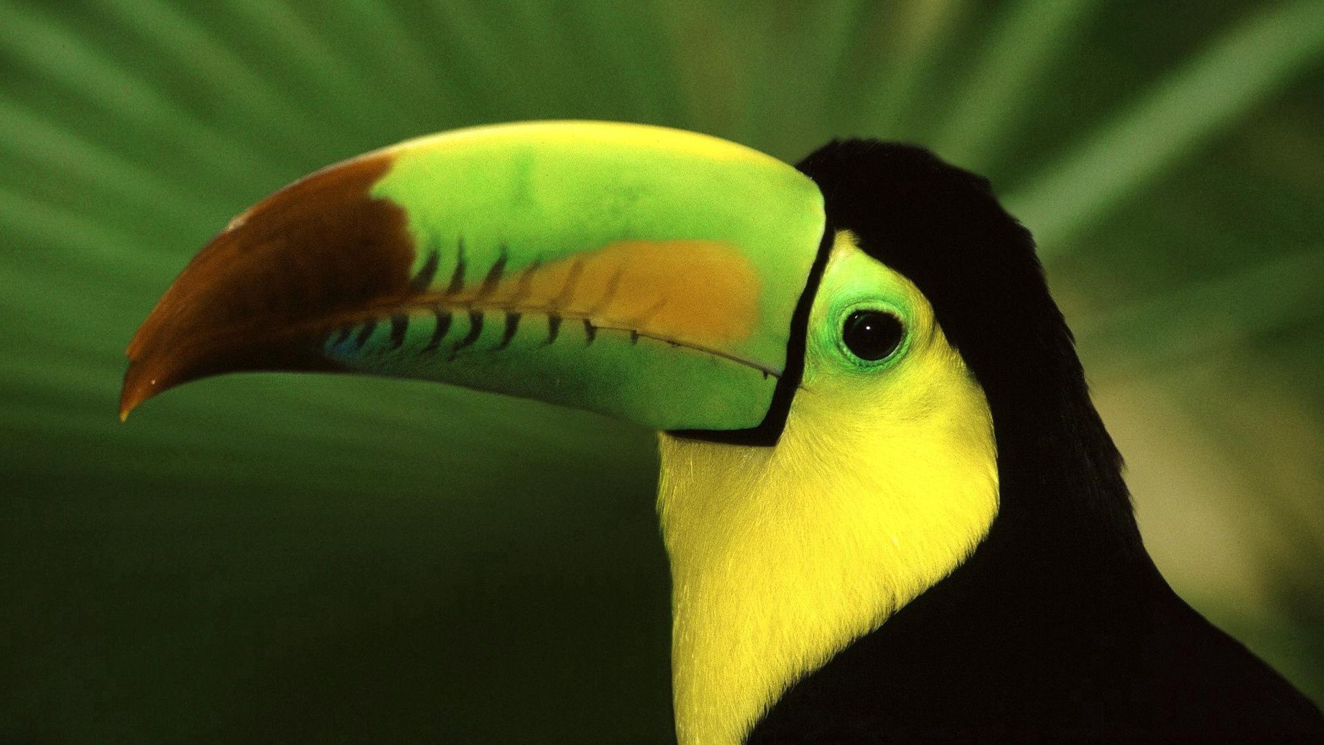 animals, bird, beak, color, toucan, exotic
