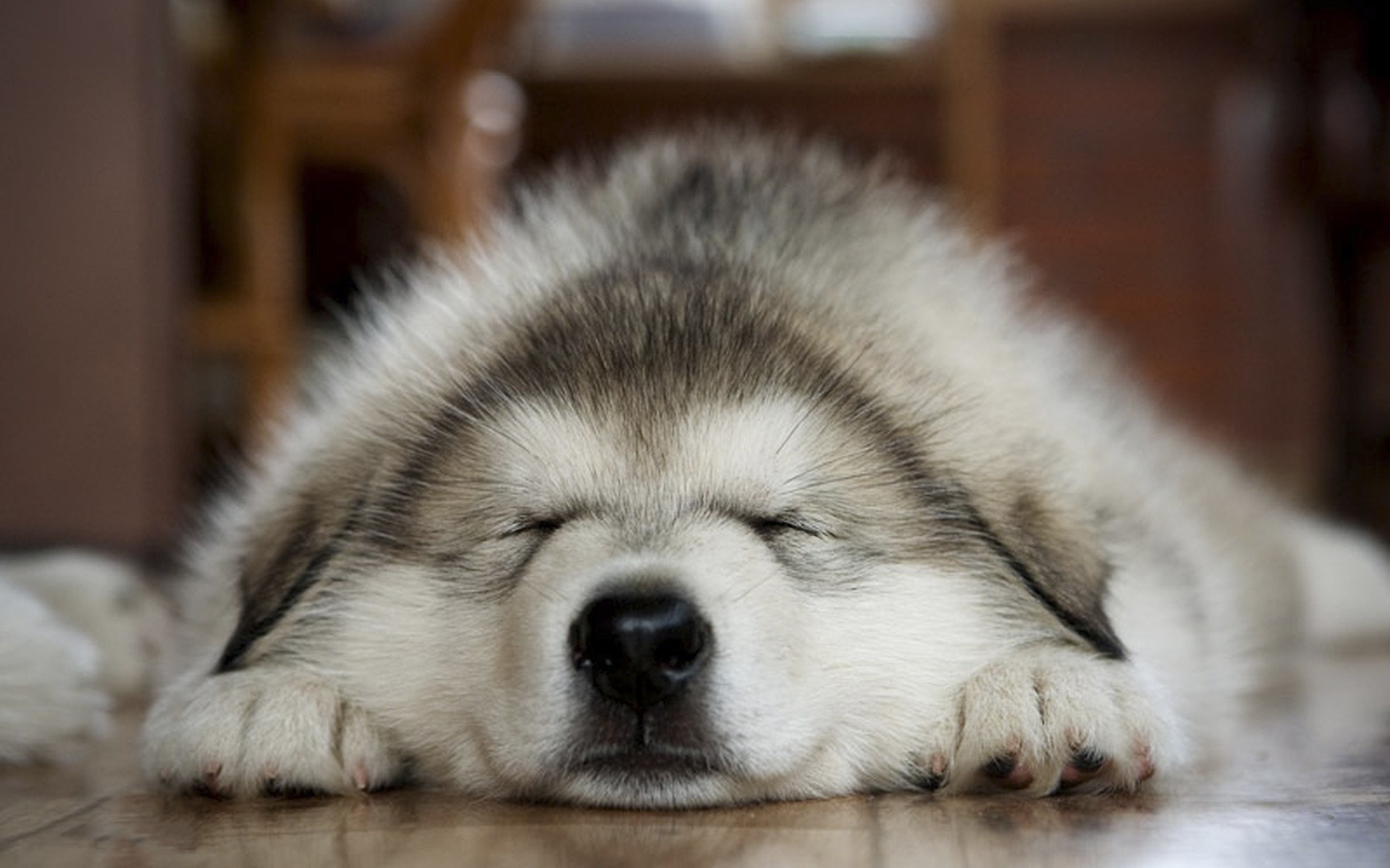 husky, animal, dog, puppy, sleeping, dogs