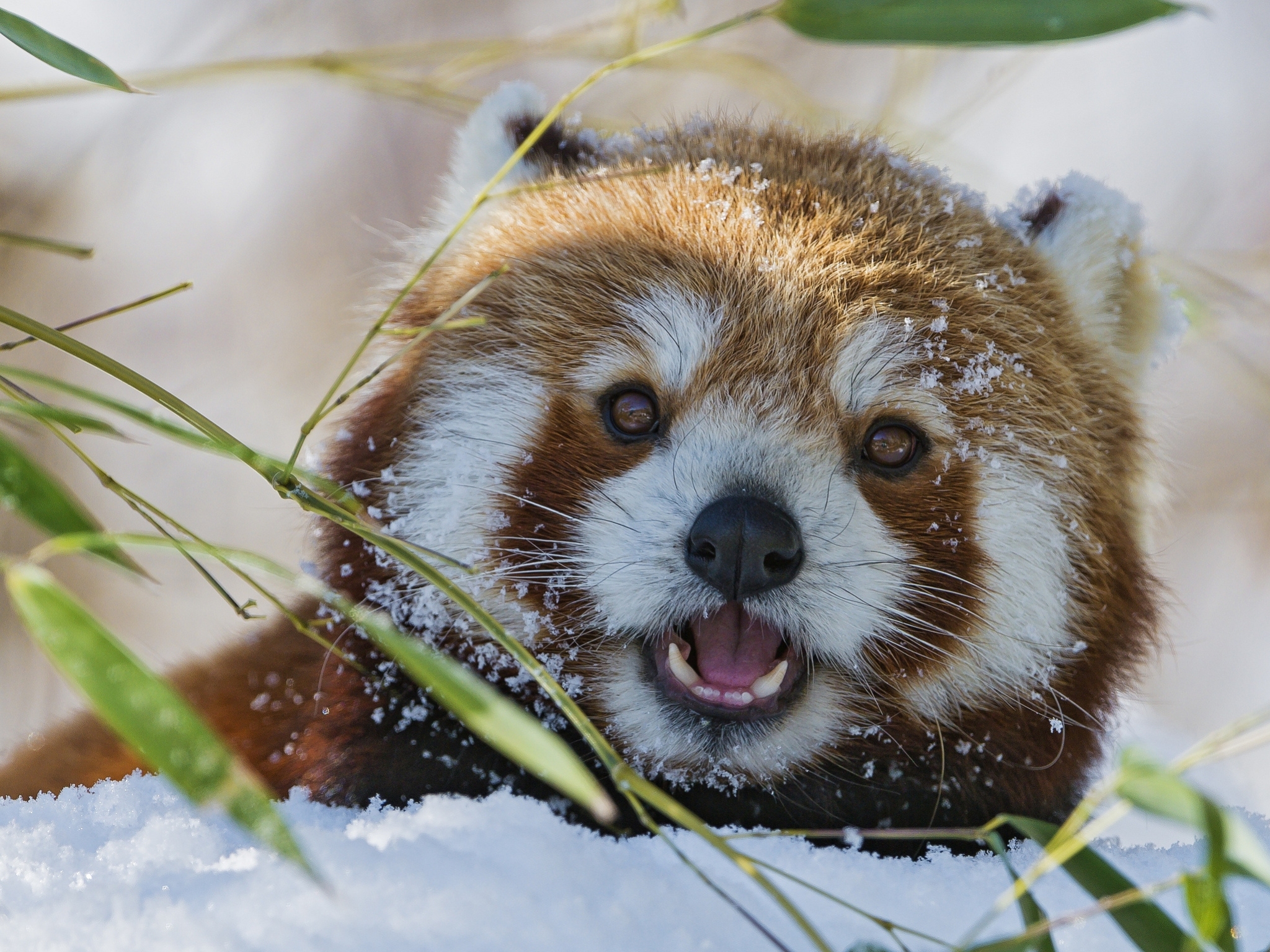 55373 descargar fondo de pantalla panda rojo, animales, hierba, bozal, pequeño panda, panda pequeño: protectores de pantalla e imágenes gratis