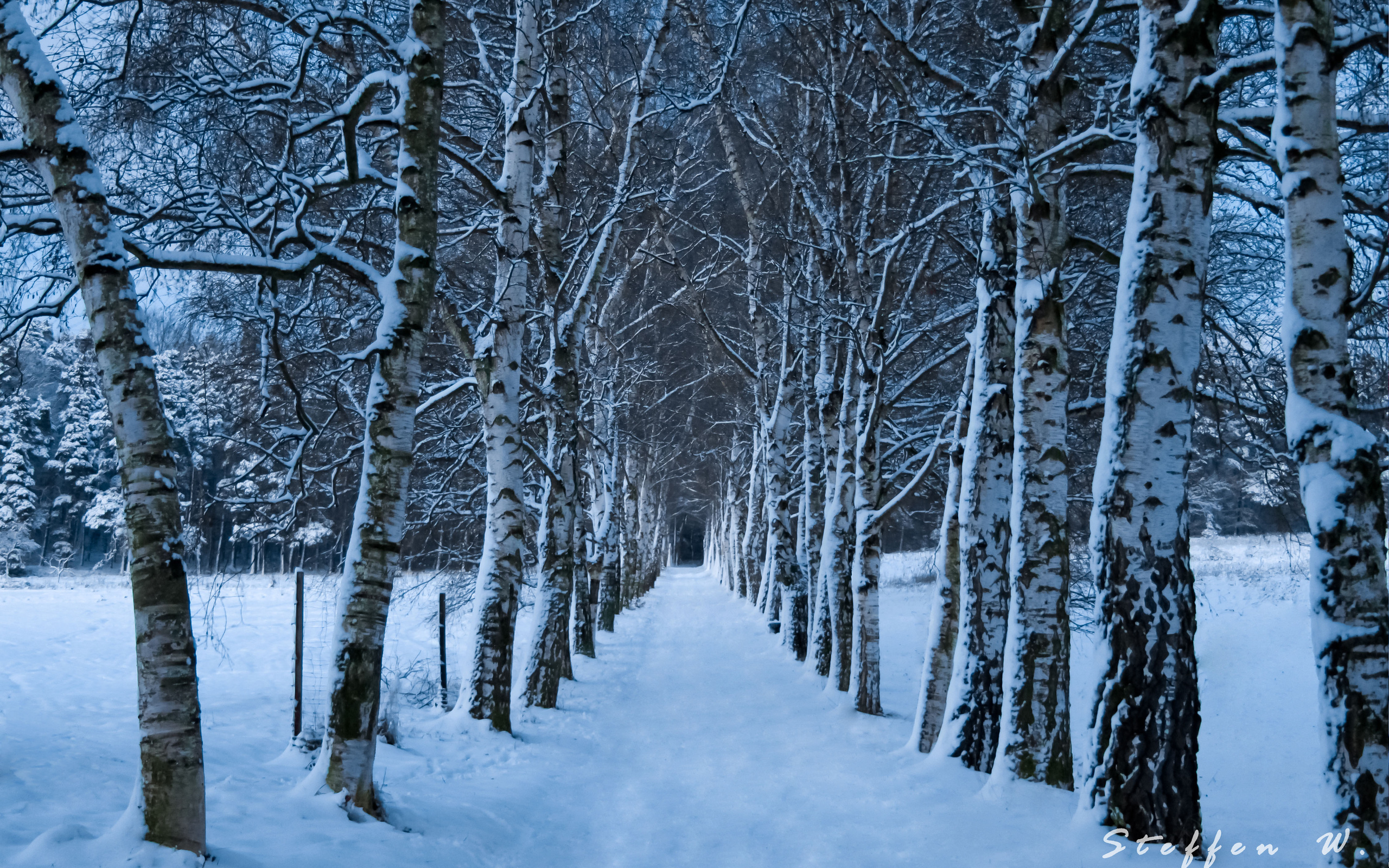 Скачать обои бесплатно Зима, Снег, Лес, Дерево, Дорожка, Земля/природа картинка на рабочий стол ПК