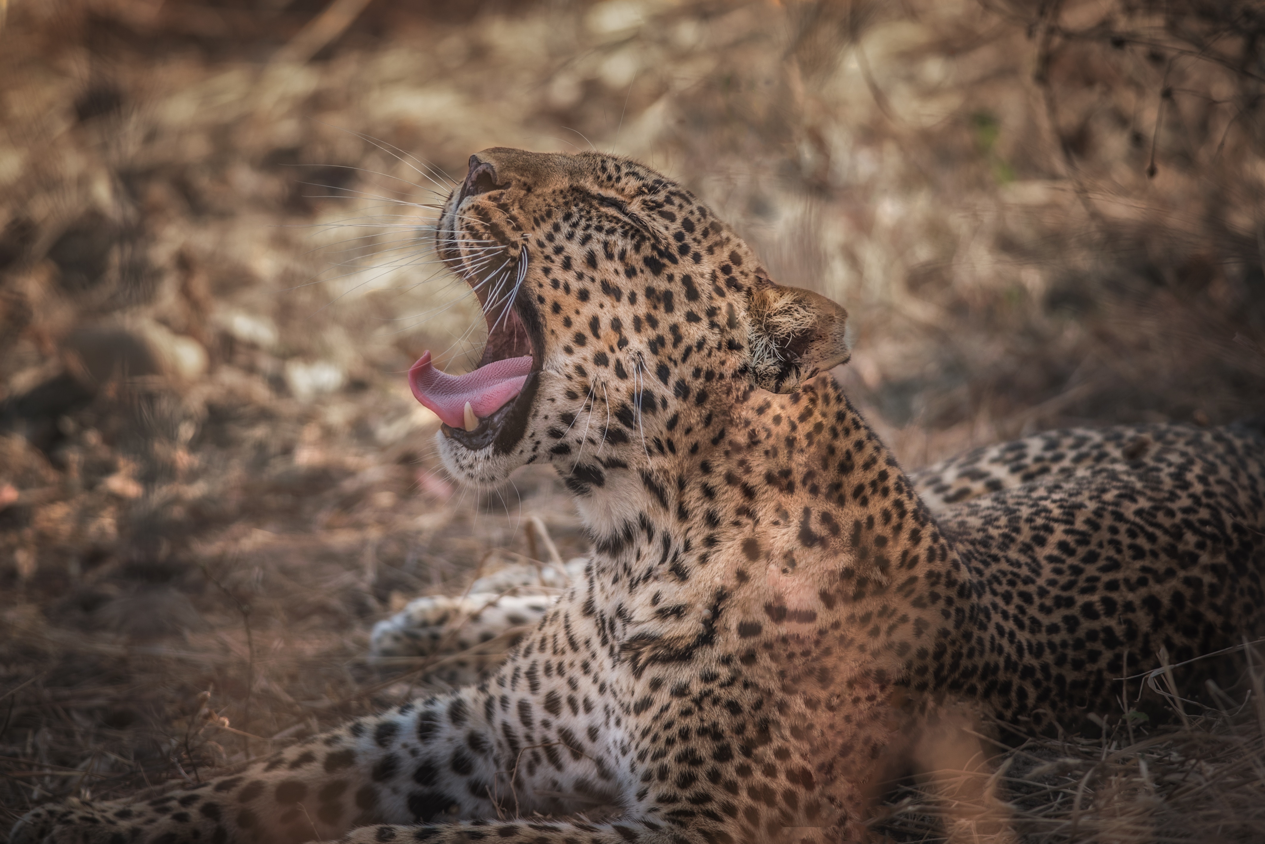 animals, leopard, grin, muzzle, predator