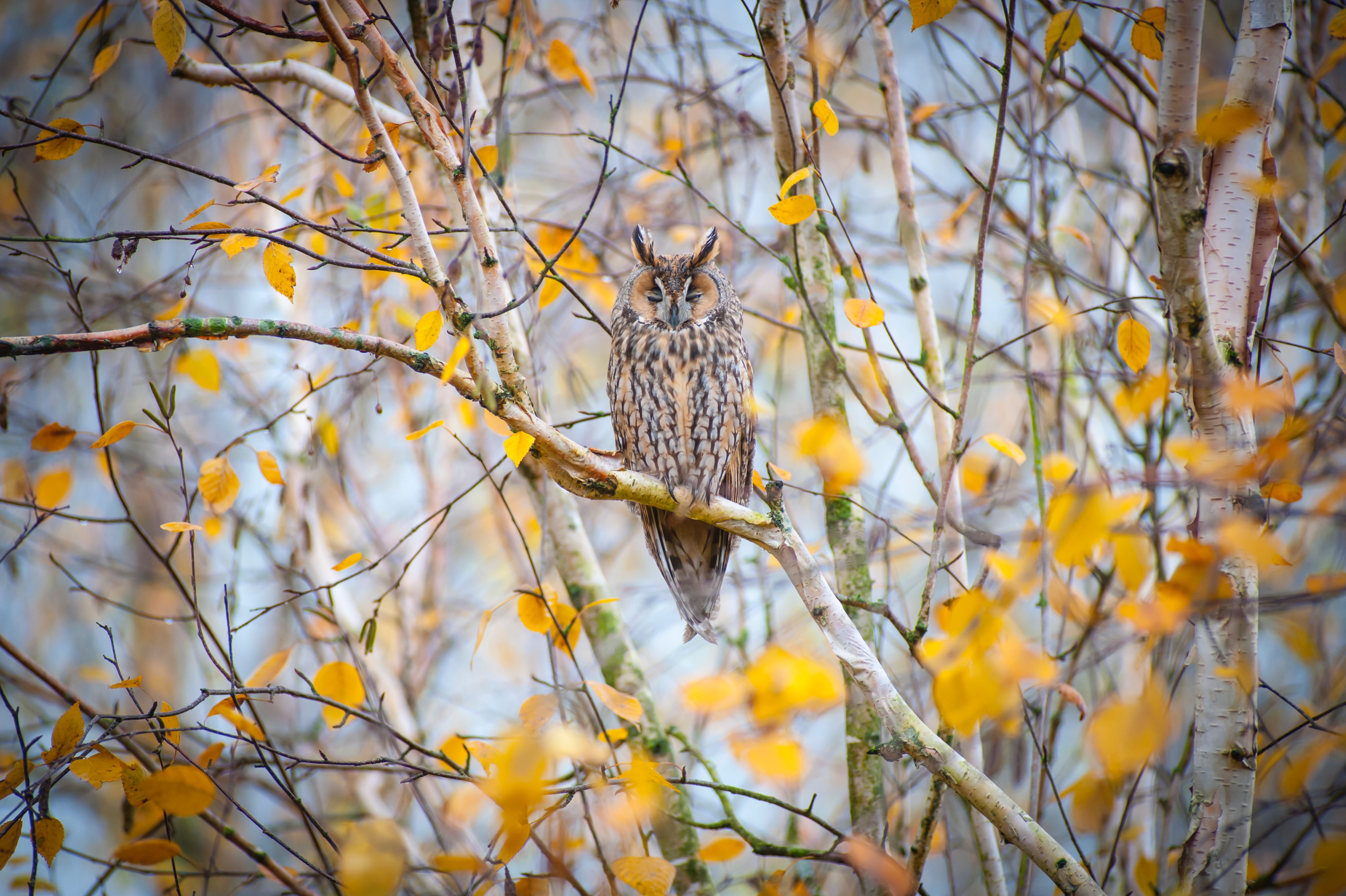 Download mobile wallpaper Animals, Wood, Branches, Tree, Nature, Bird, Owl for free.