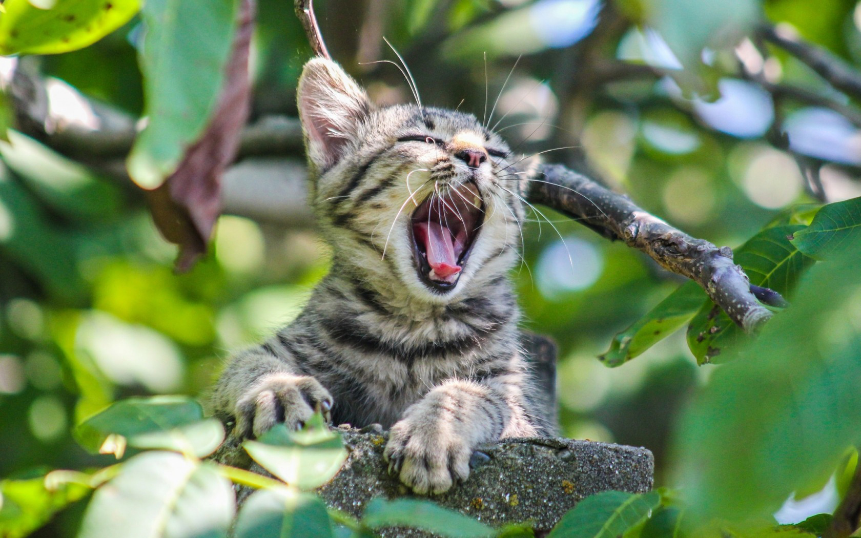 Handy-Wallpaper Katze, Katzen, Tiere kostenlos herunterladen.