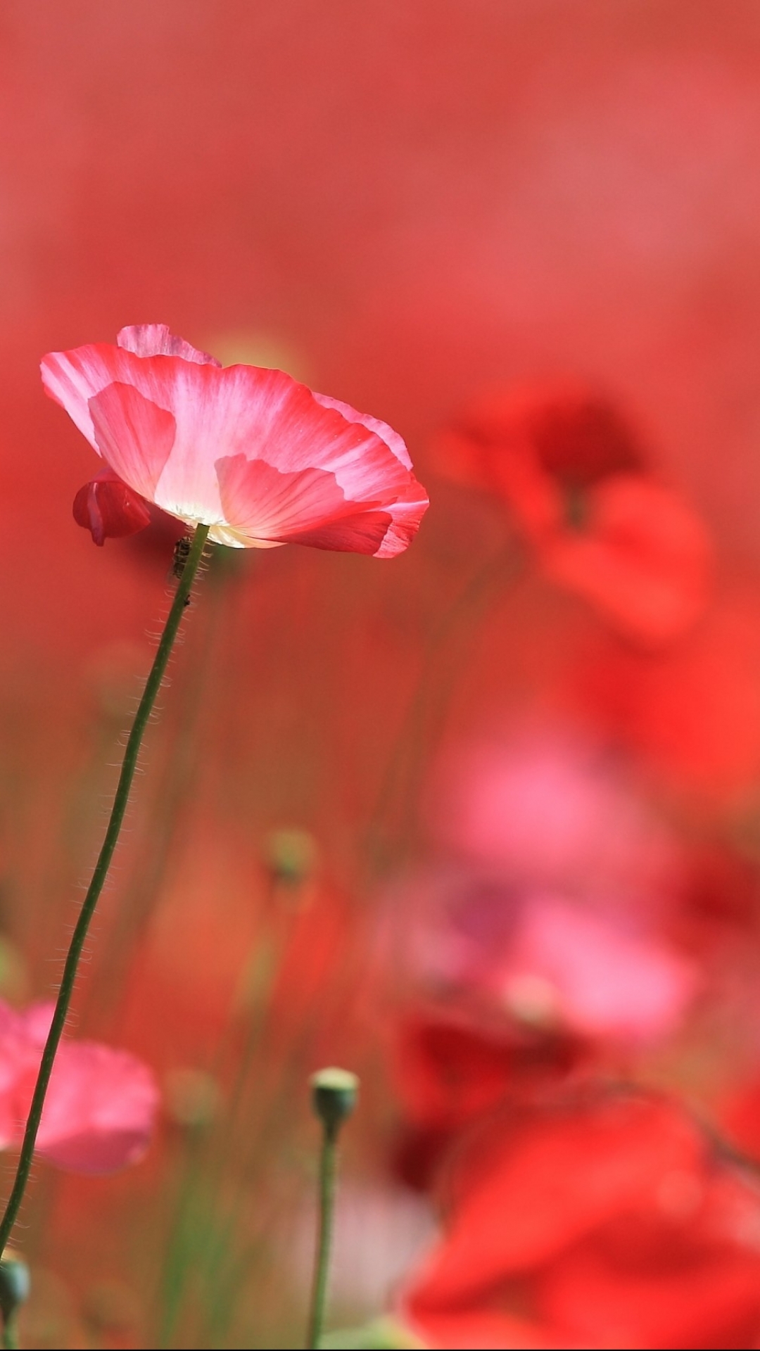 Handy-Wallpaper Blumen, Mohn, Erde/natur kostenlos herunterladen.