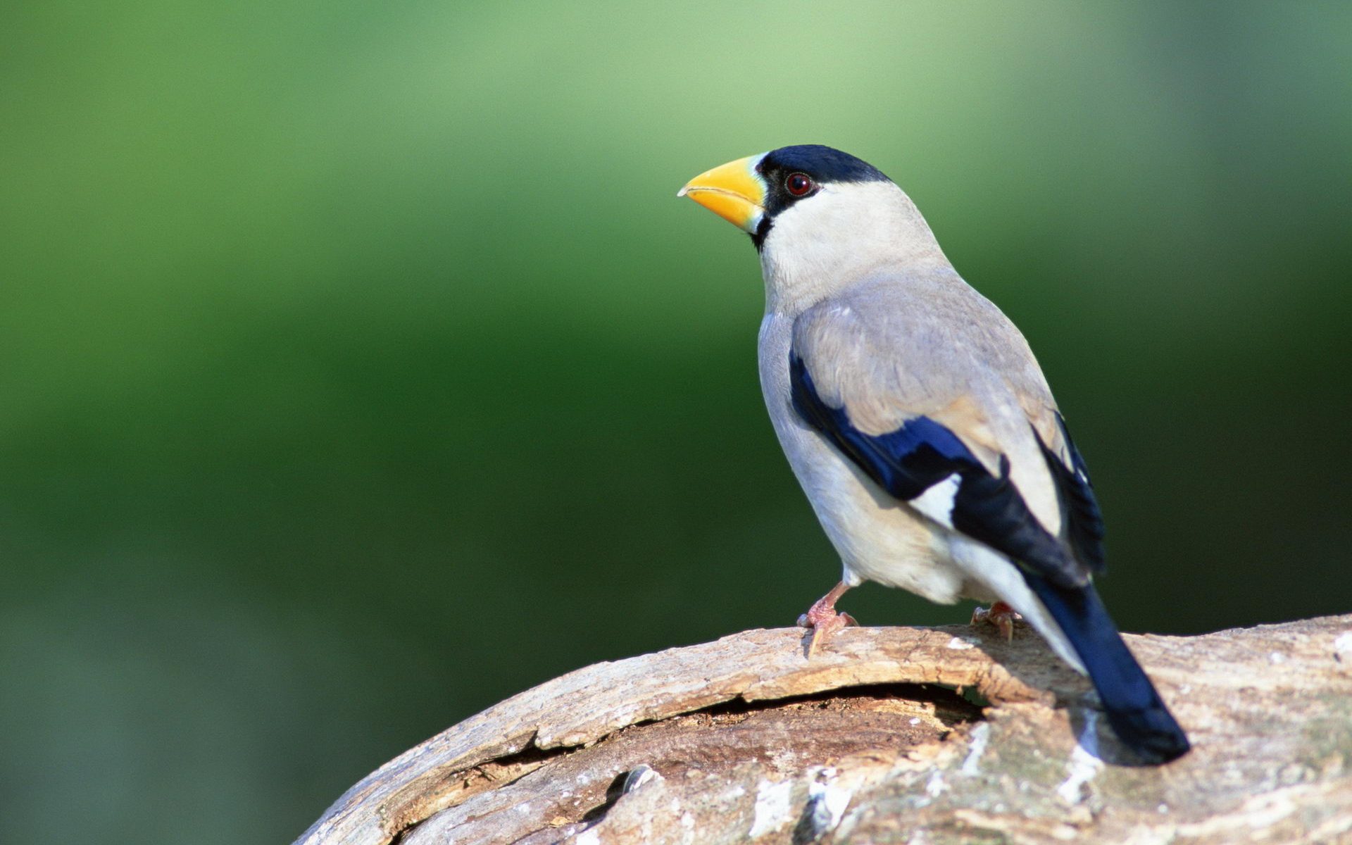 PCデスクトップに動物, 鳥画像を無料でダウンロード