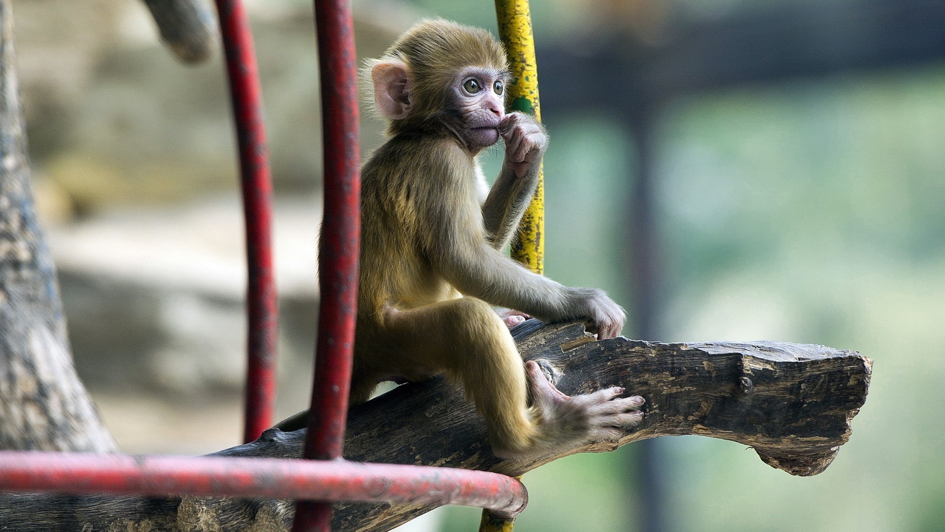 Скачати мобільні шпалери Мавпи, Мавпа, Тварина безкоштовно.