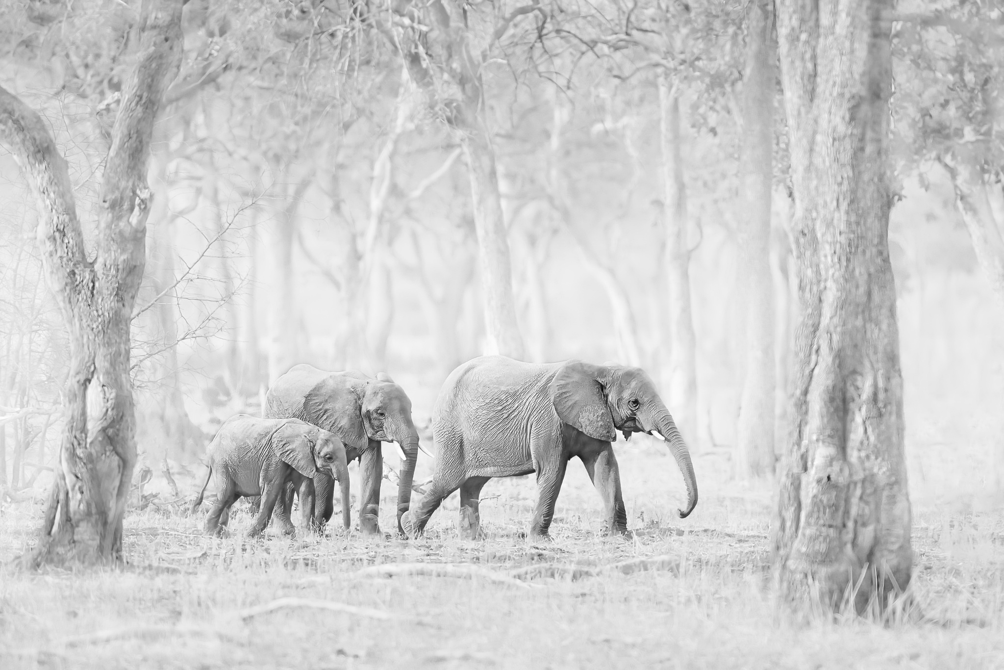 Скачати мобільні шпалери Слони, Монохромний, Тварина, Дитинча Тварини, Африканський Чагарниковий Слон безкоштовно.