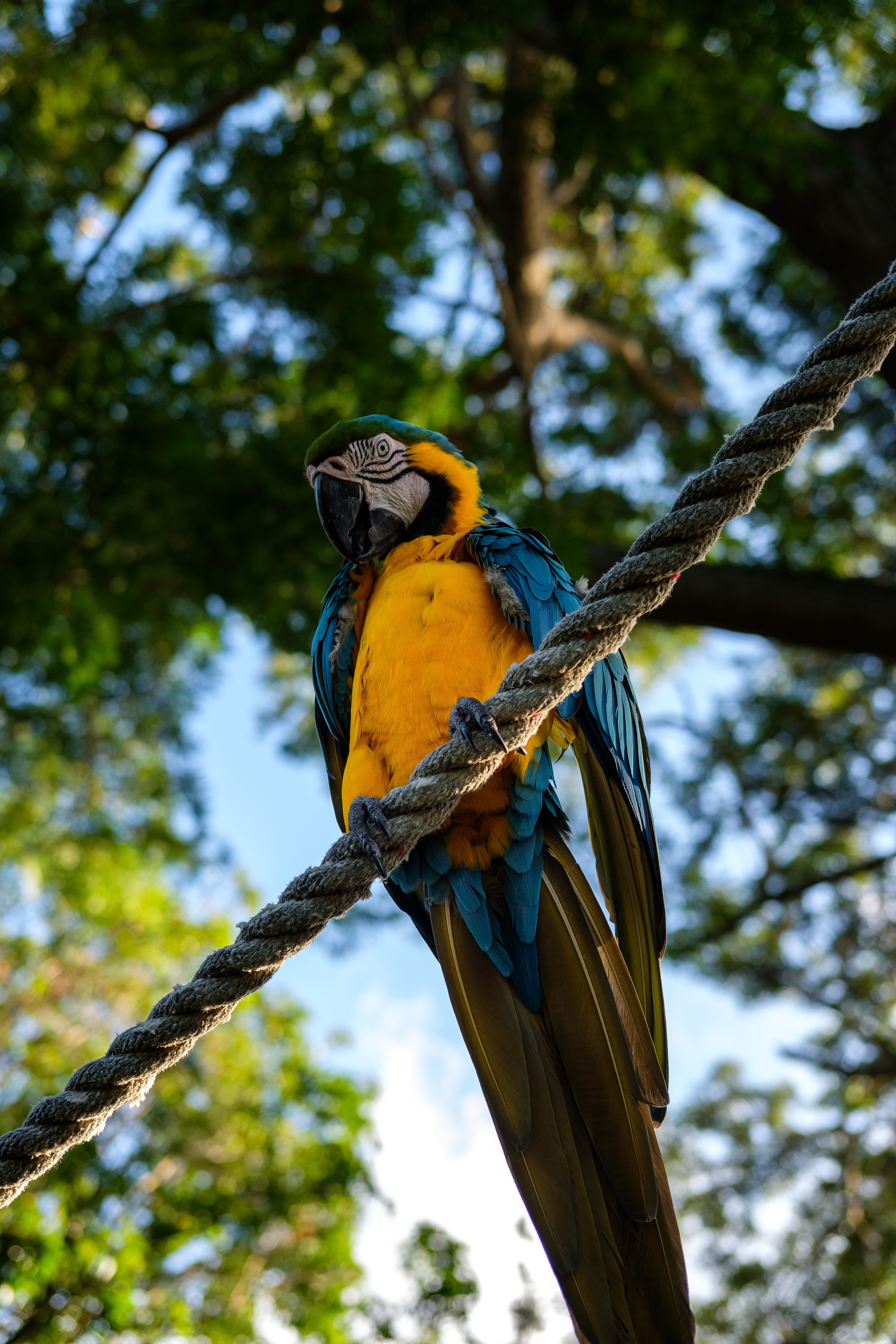 parrots, bird, animals, is sitting, sits, macaw, rope
