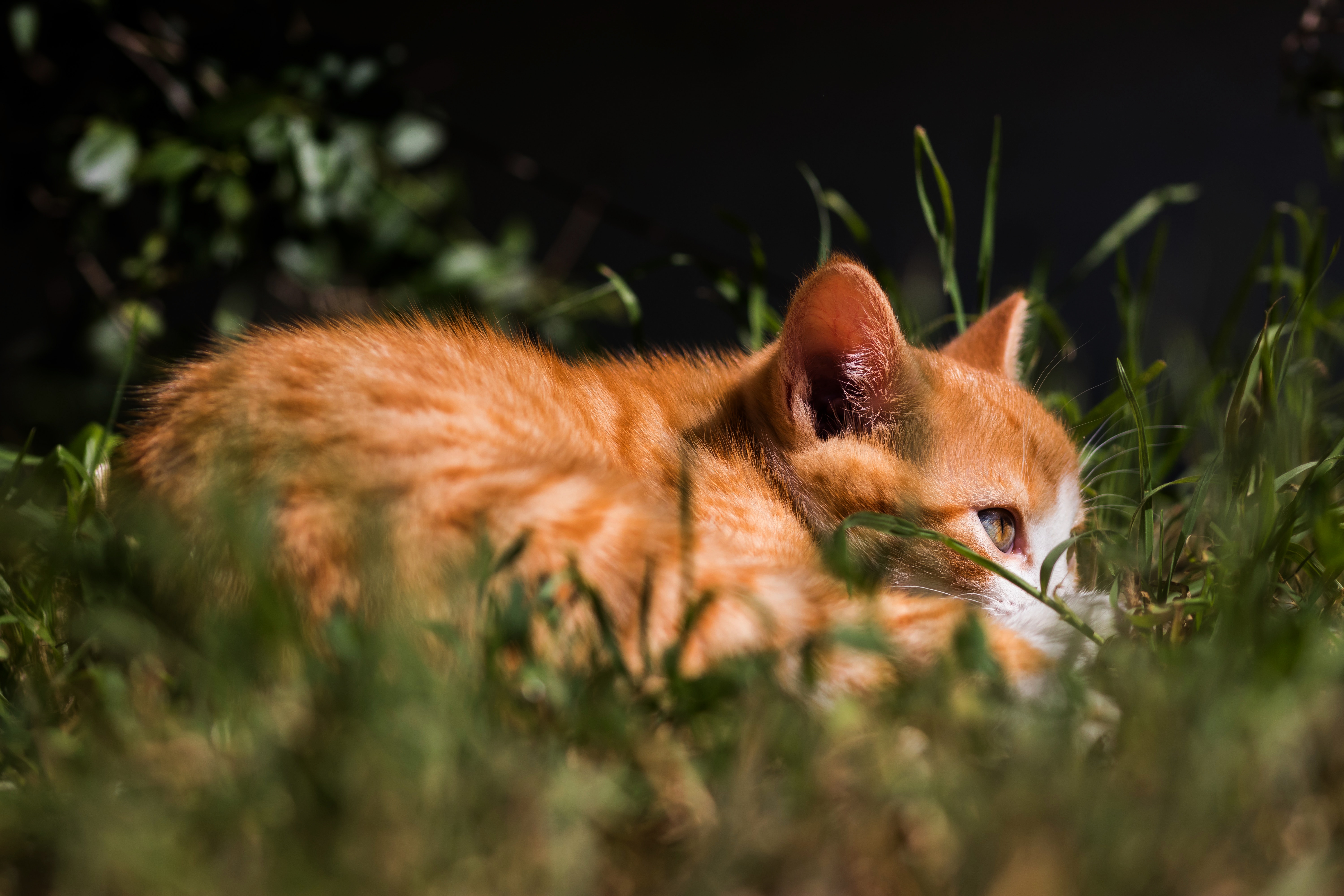 PCデスクトップに動物, ネコ, 猫, 子猫, 赤ちゃん動物画像を無料でダウンロード