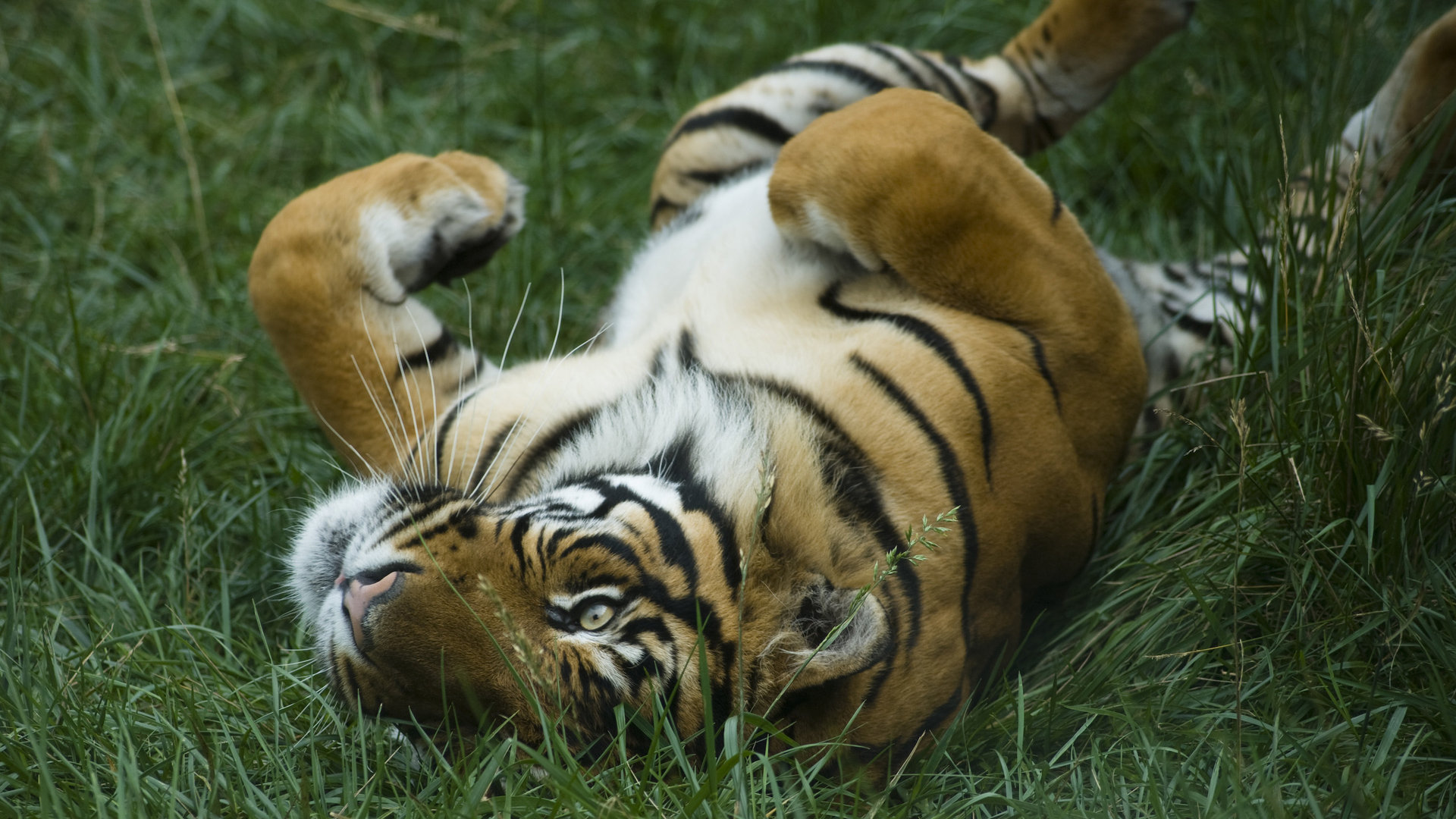 Téléchargez gratuitement l'image Animaux, Tigre sur le bureau de votre PC