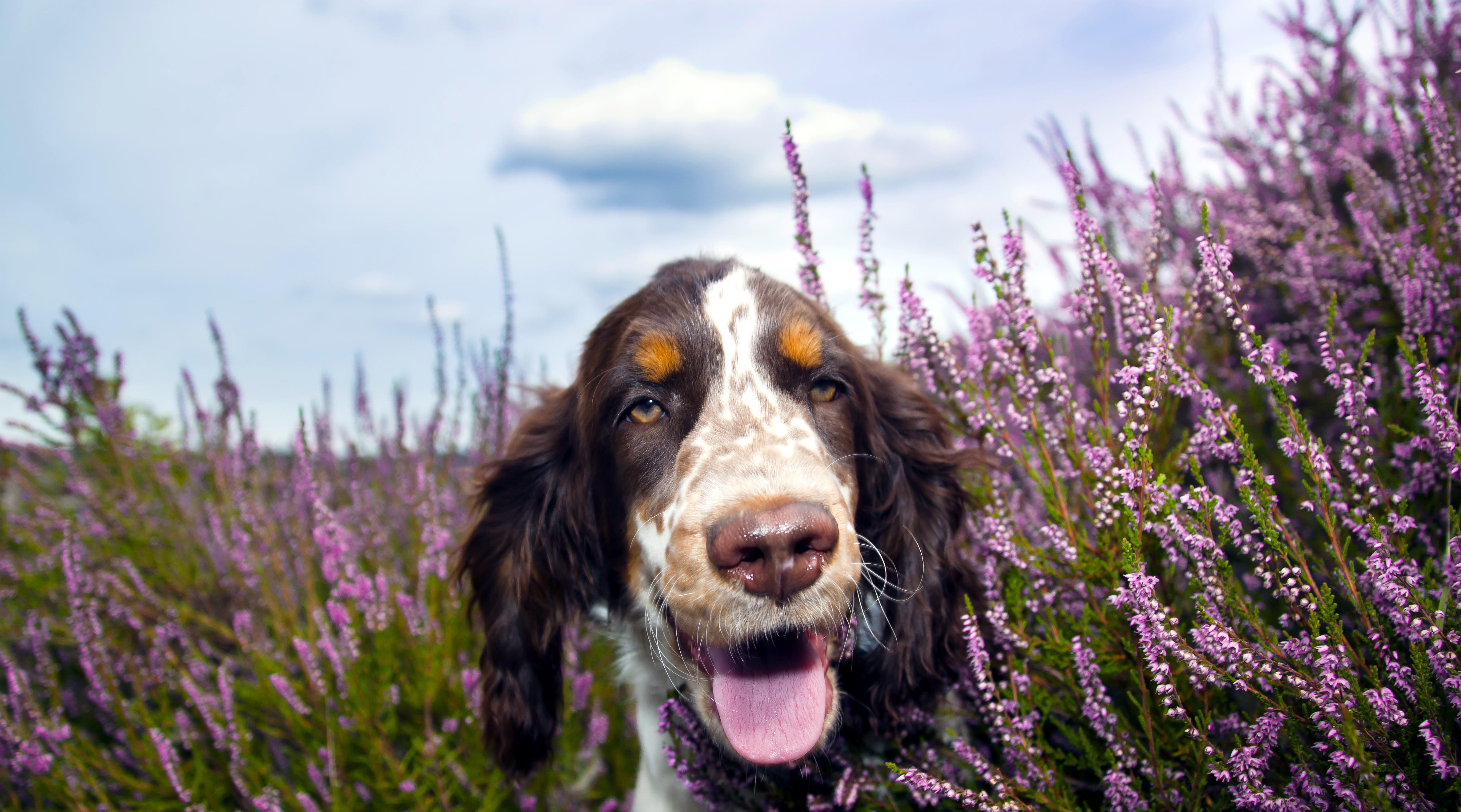 Laden Sie das Tiere, Hunde, Spaniel, Hund, Schnauze, Lavendel, Lila Blume-Bild kostenlos auf Ihren PC-Desktop herunter