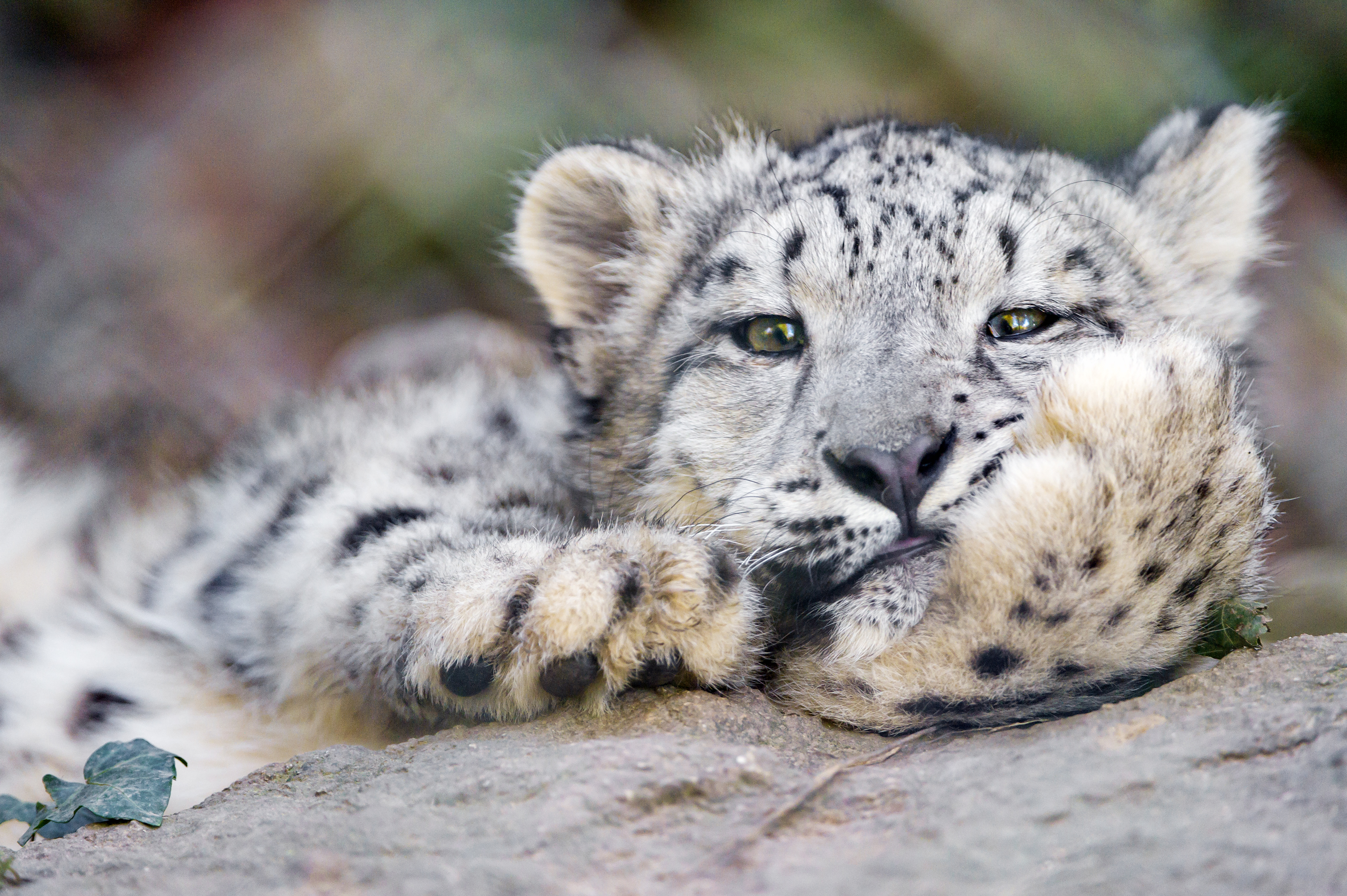 Download mobile wallpaper Funny, Cats, Snow Leopard, Animal, Cute, Resting for free.