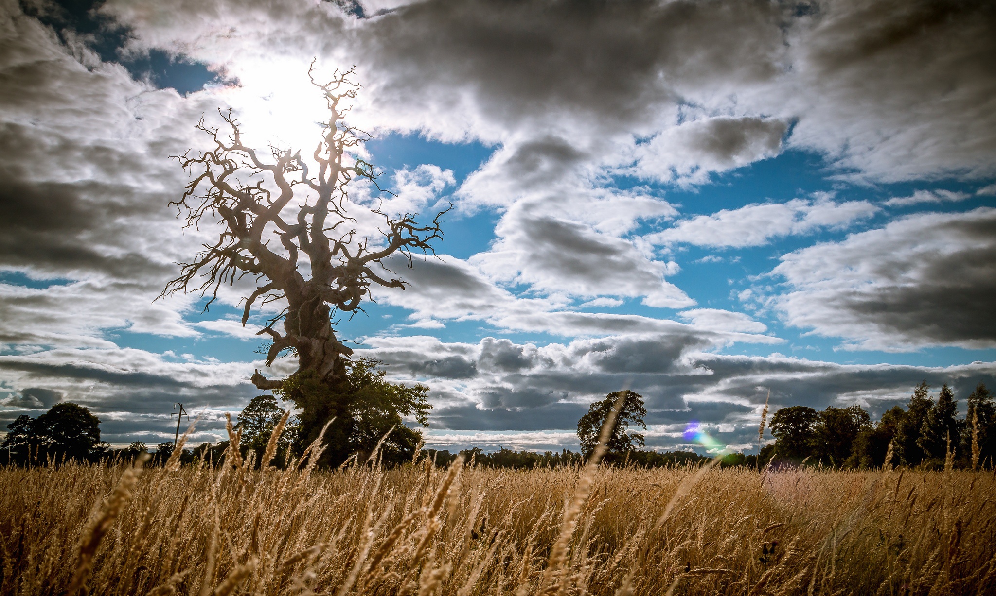 Free download wallpaper Nature, Sky, Summer, Tree, Earth, Field, Cloud, Twisted Tree on your PC desktop