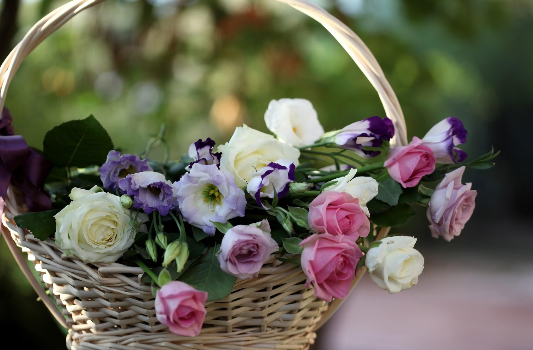roses, flowers, blur, smooth, basket, lisianthus russell, lisiantus russell 4K, Ultra HD
