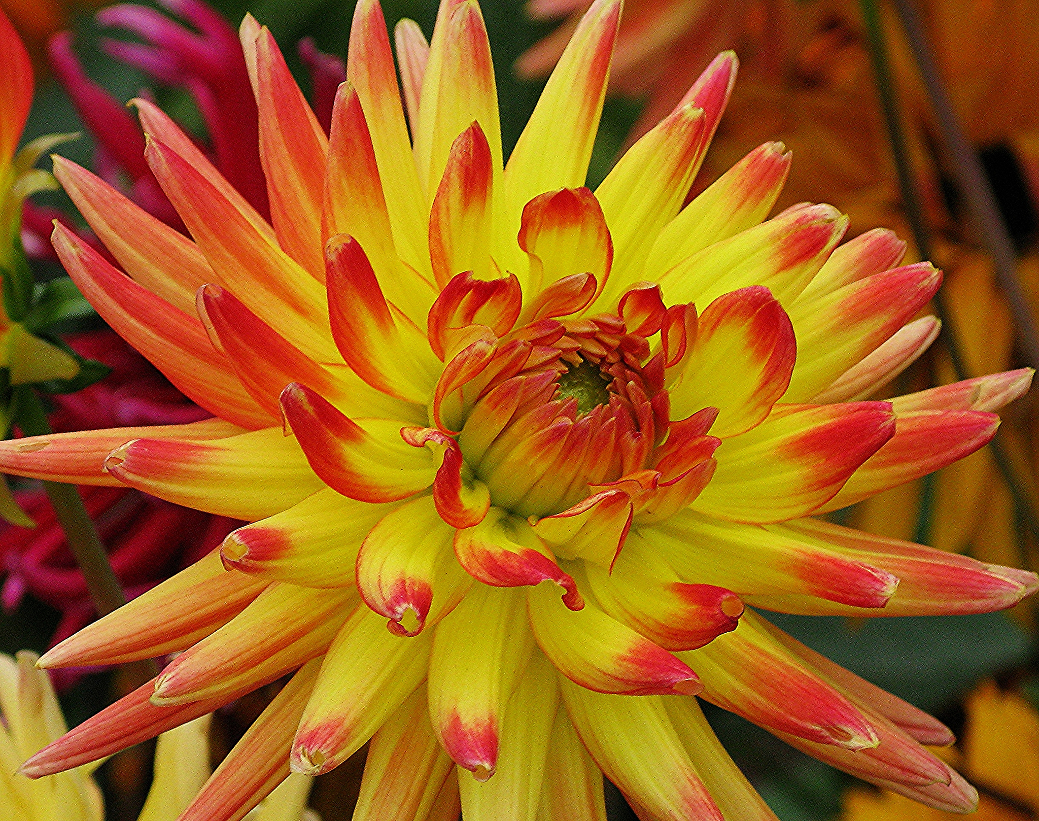 Download mobile wallpaper Flowers, Flower, Earth, Dahlia, Yellow Flower for free.